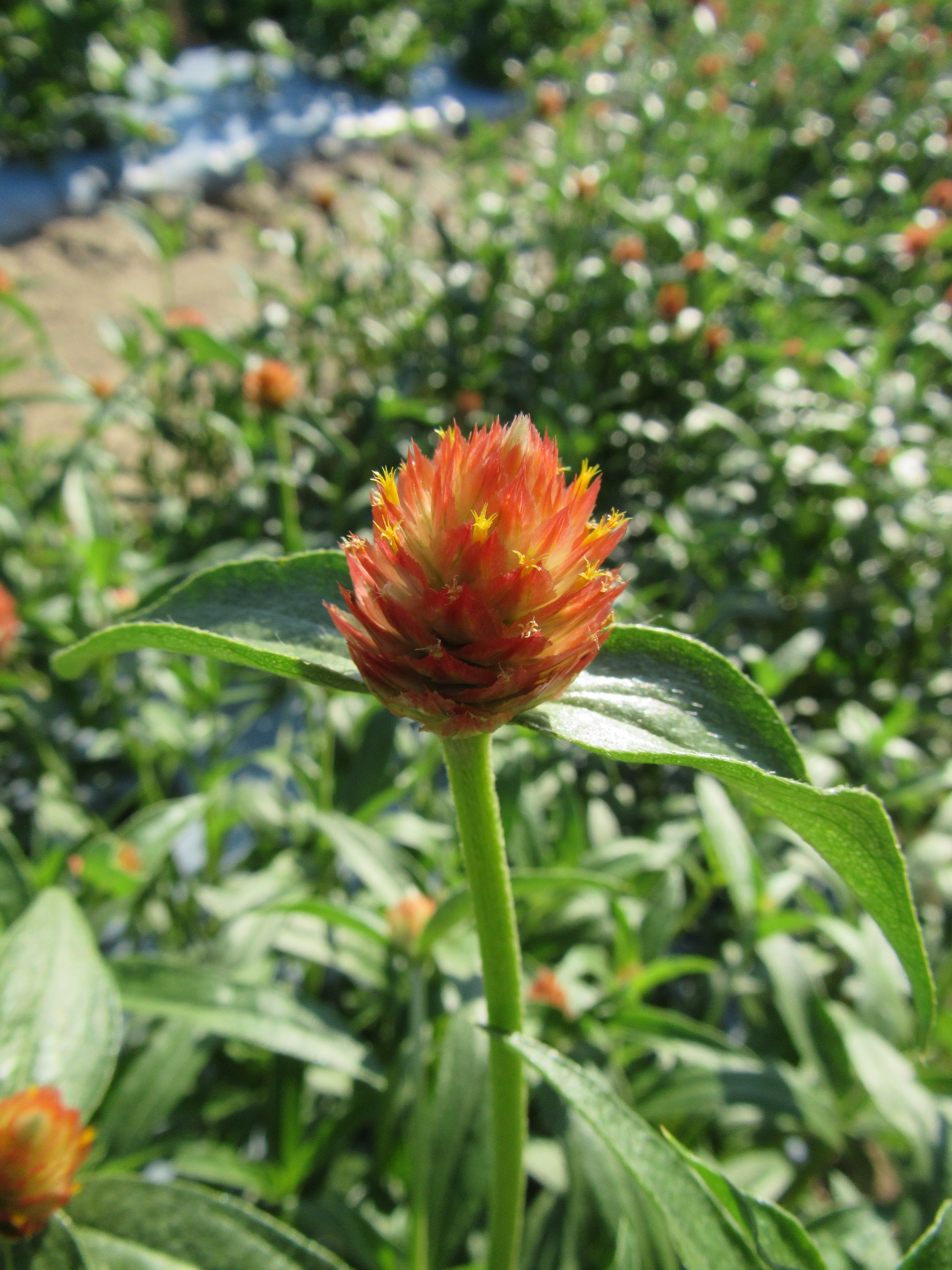 Gomphrena