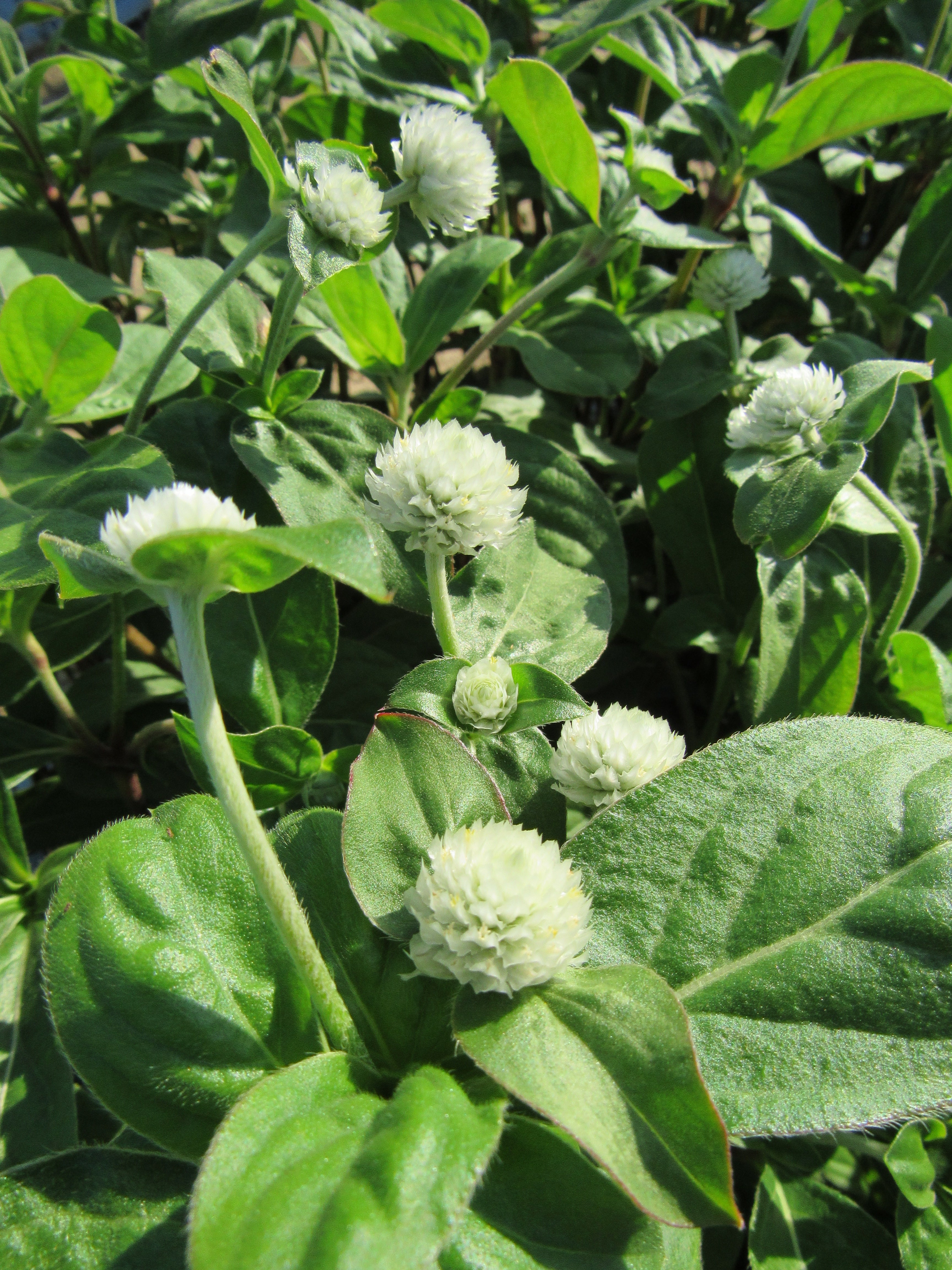 Gomphrena