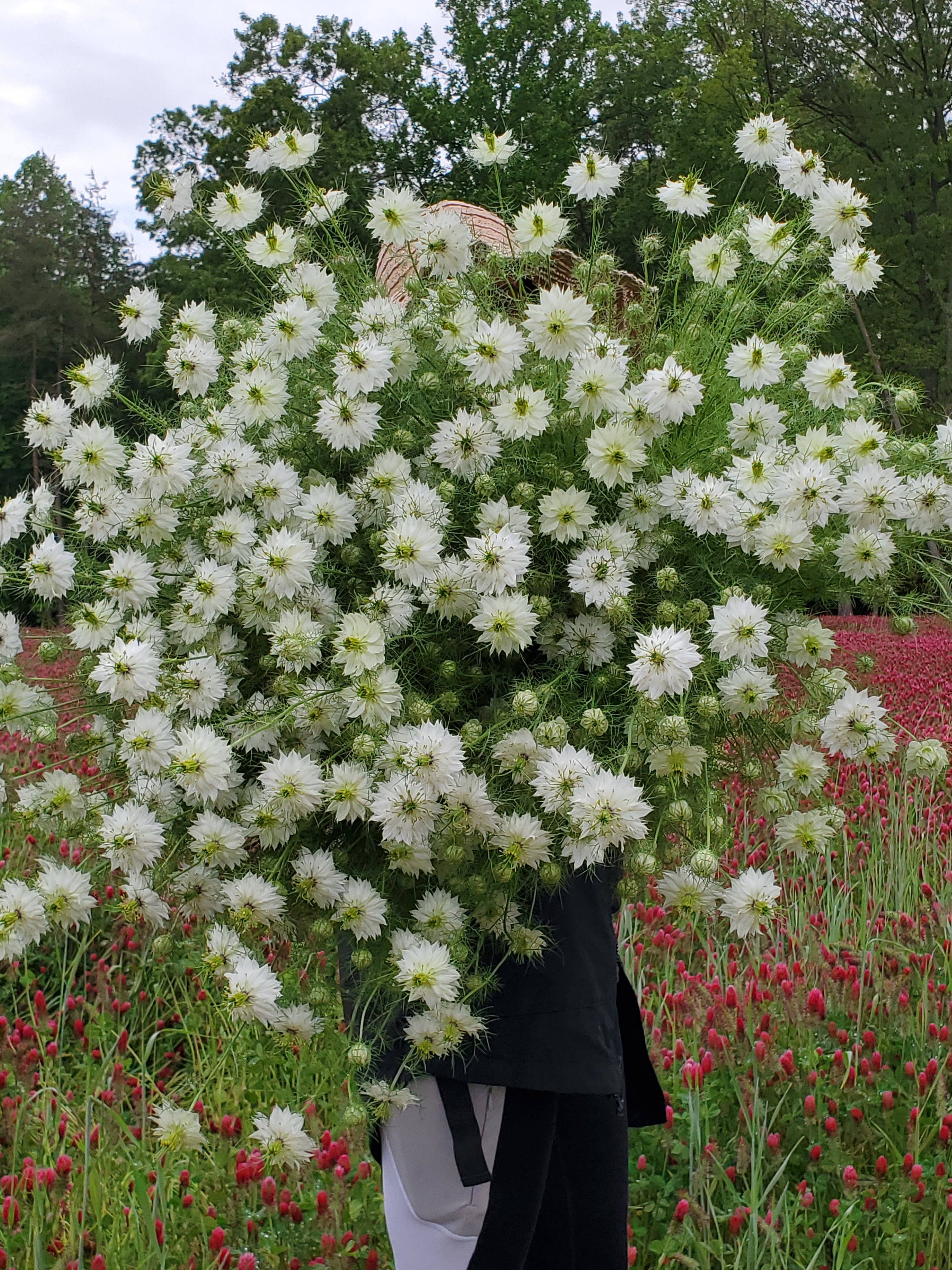 Nigella
