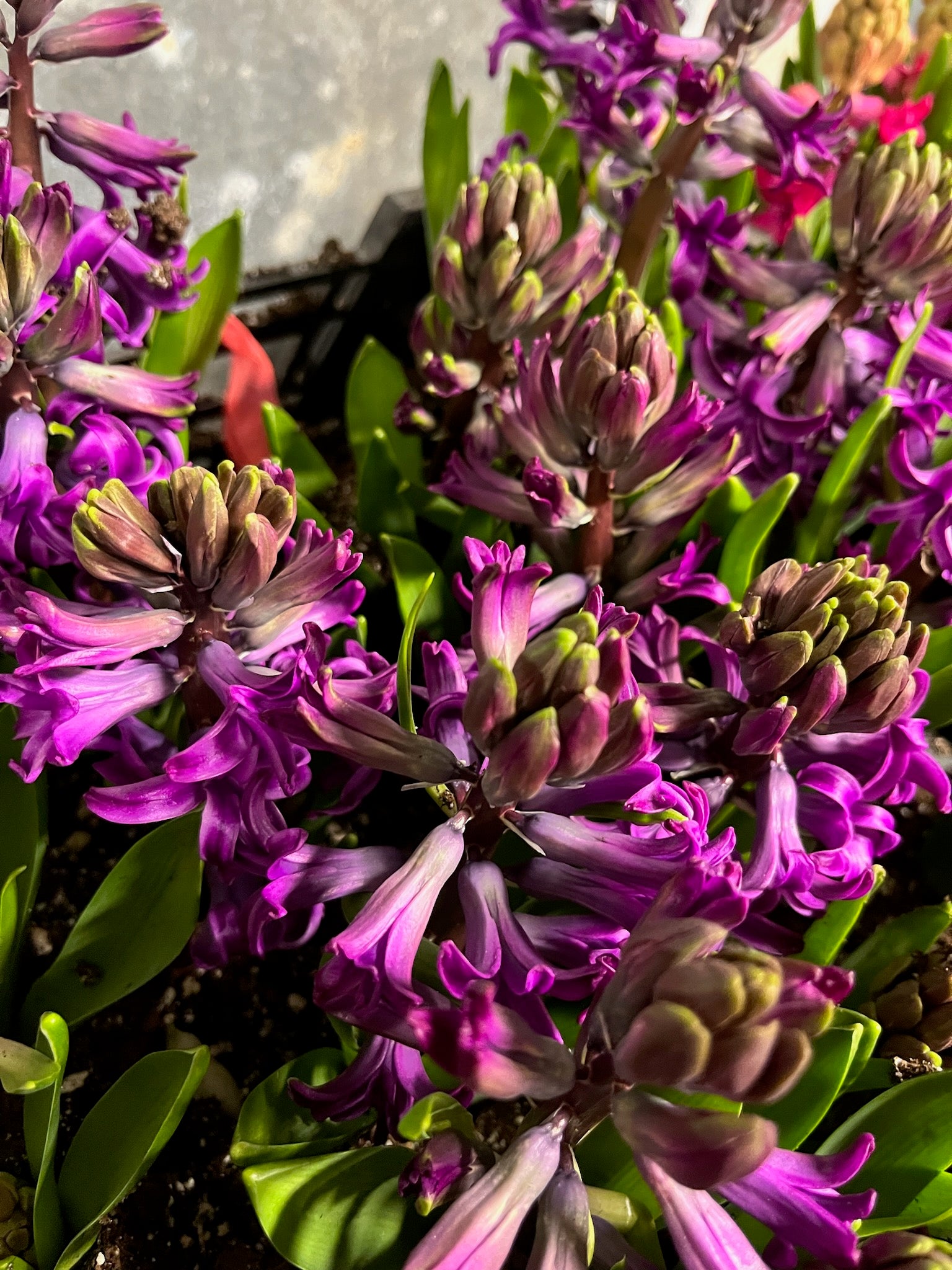 Hyacinth