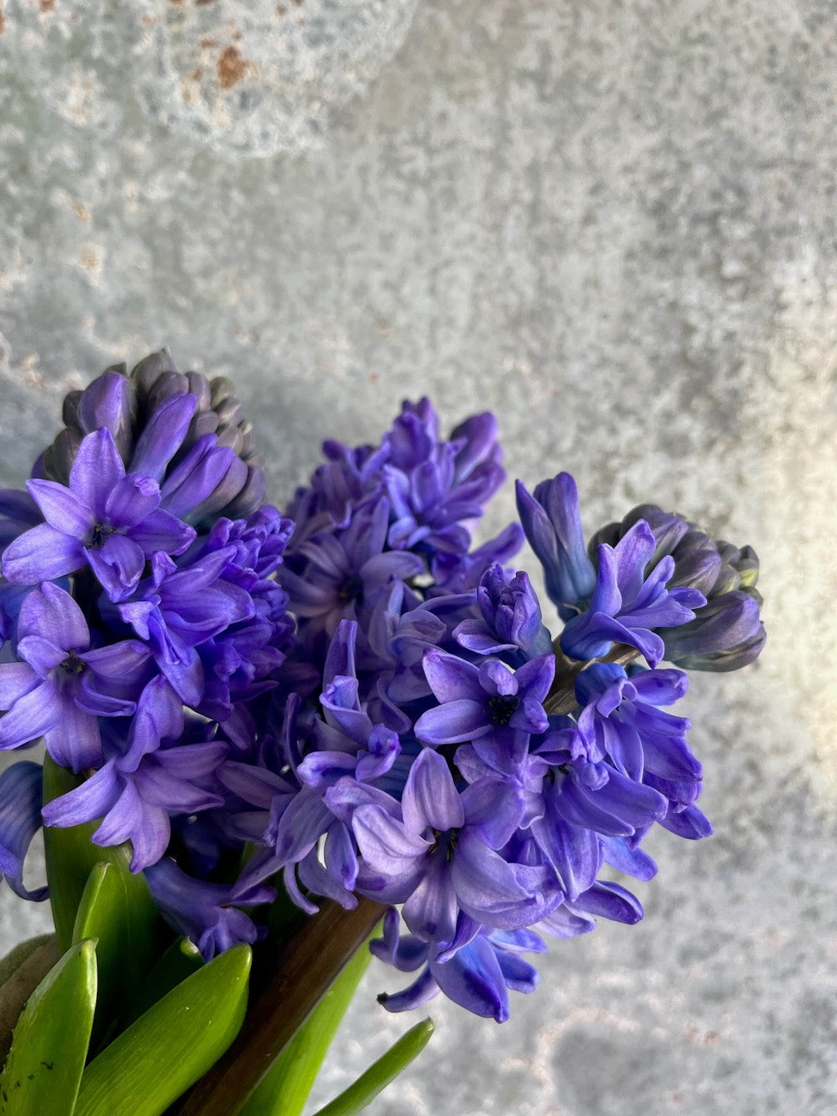 Hyacinth