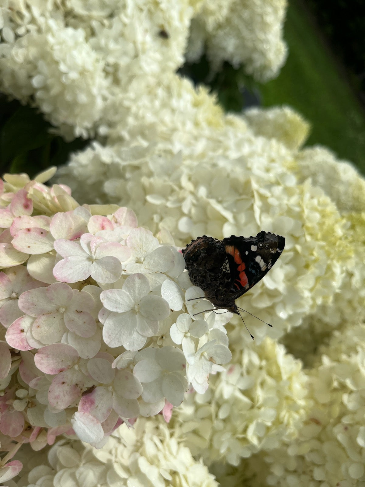 Hydrangea