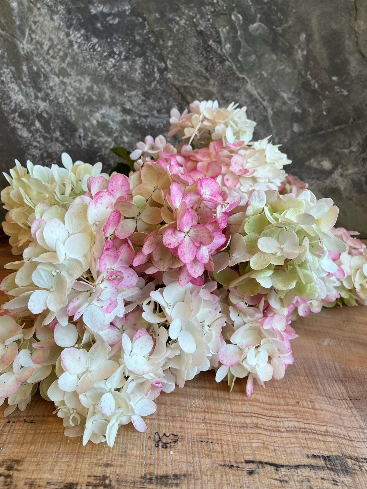 Hydrangea