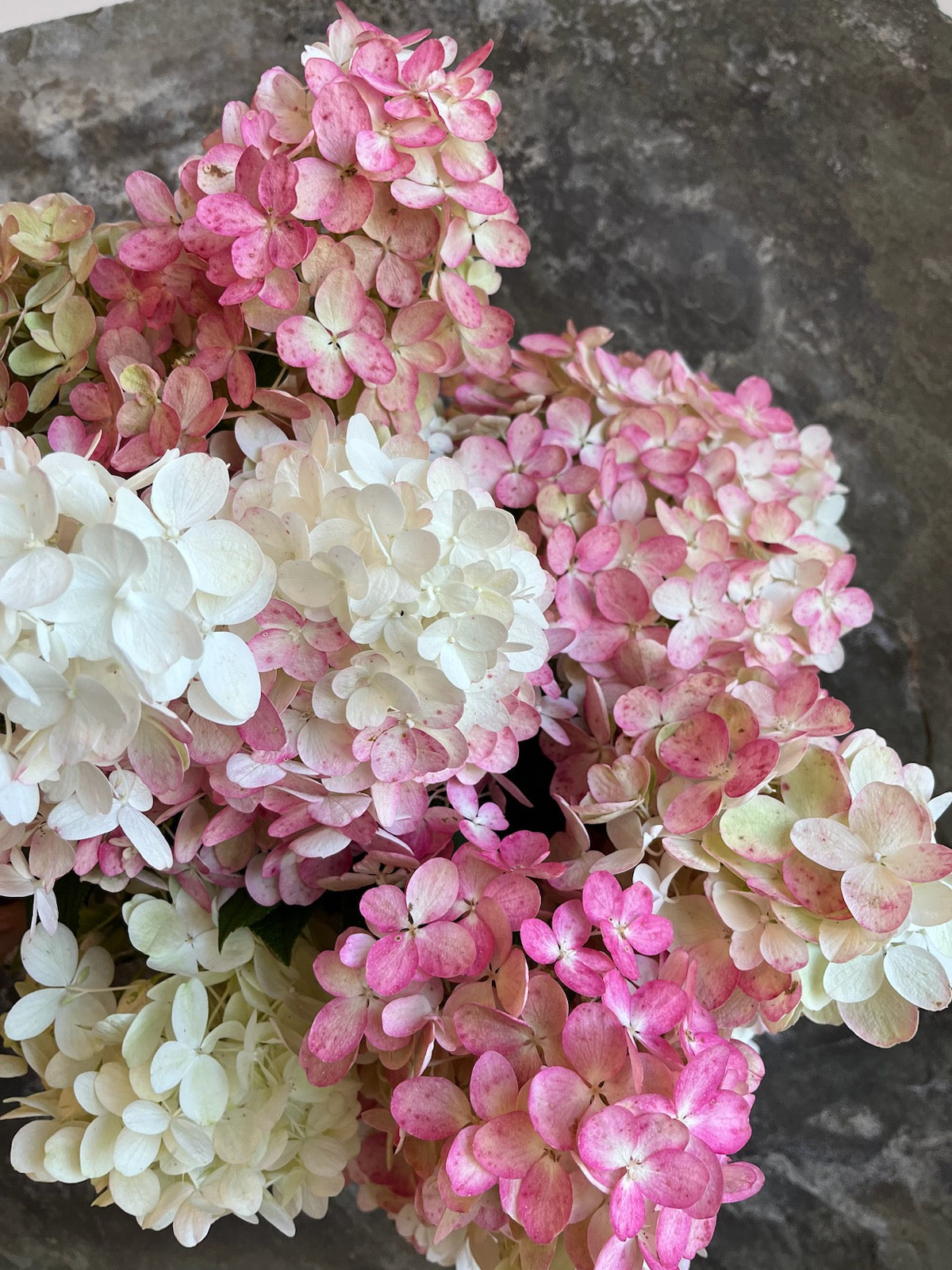 Hydrangea