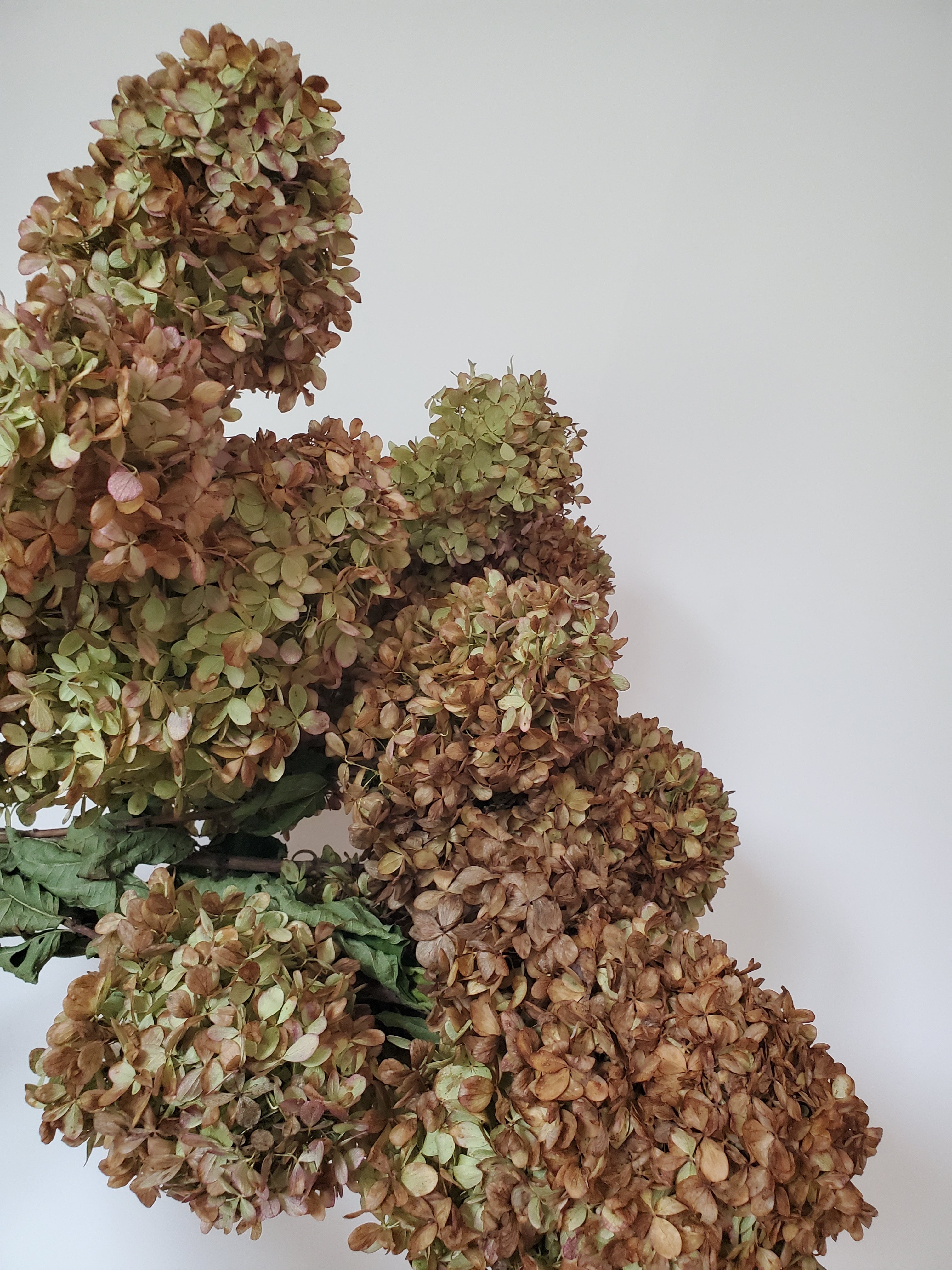 Hydrangea