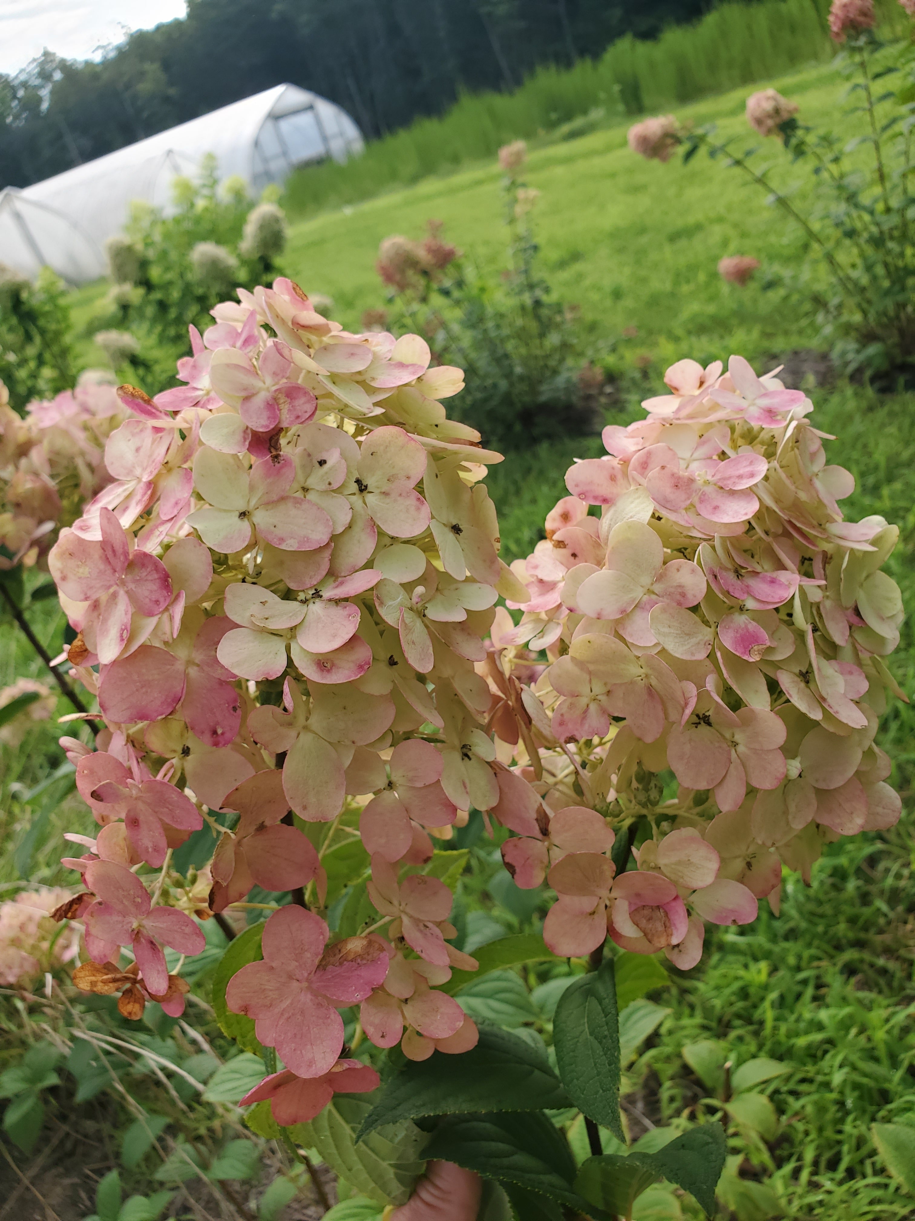 Hydrangea