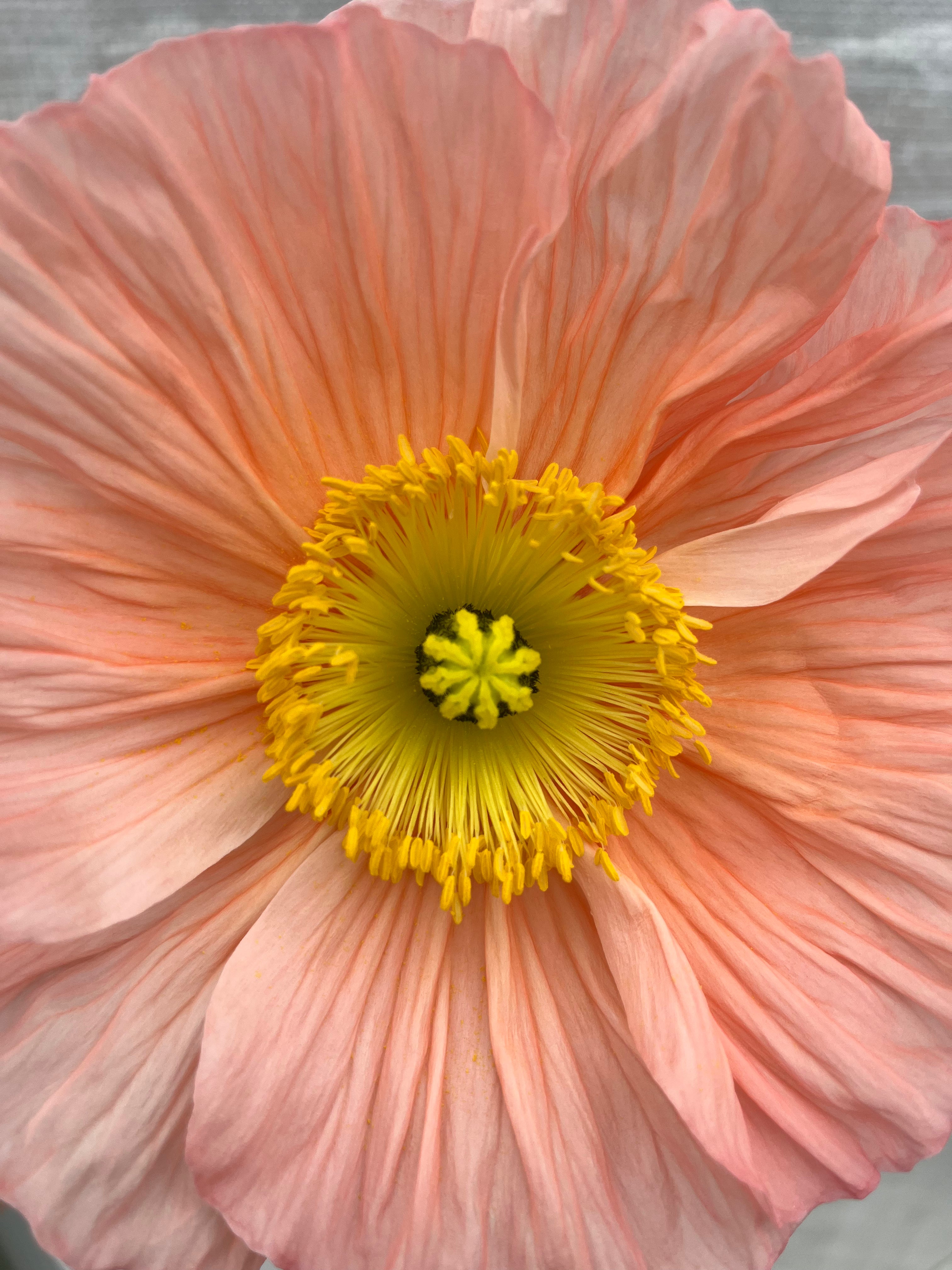Poppy