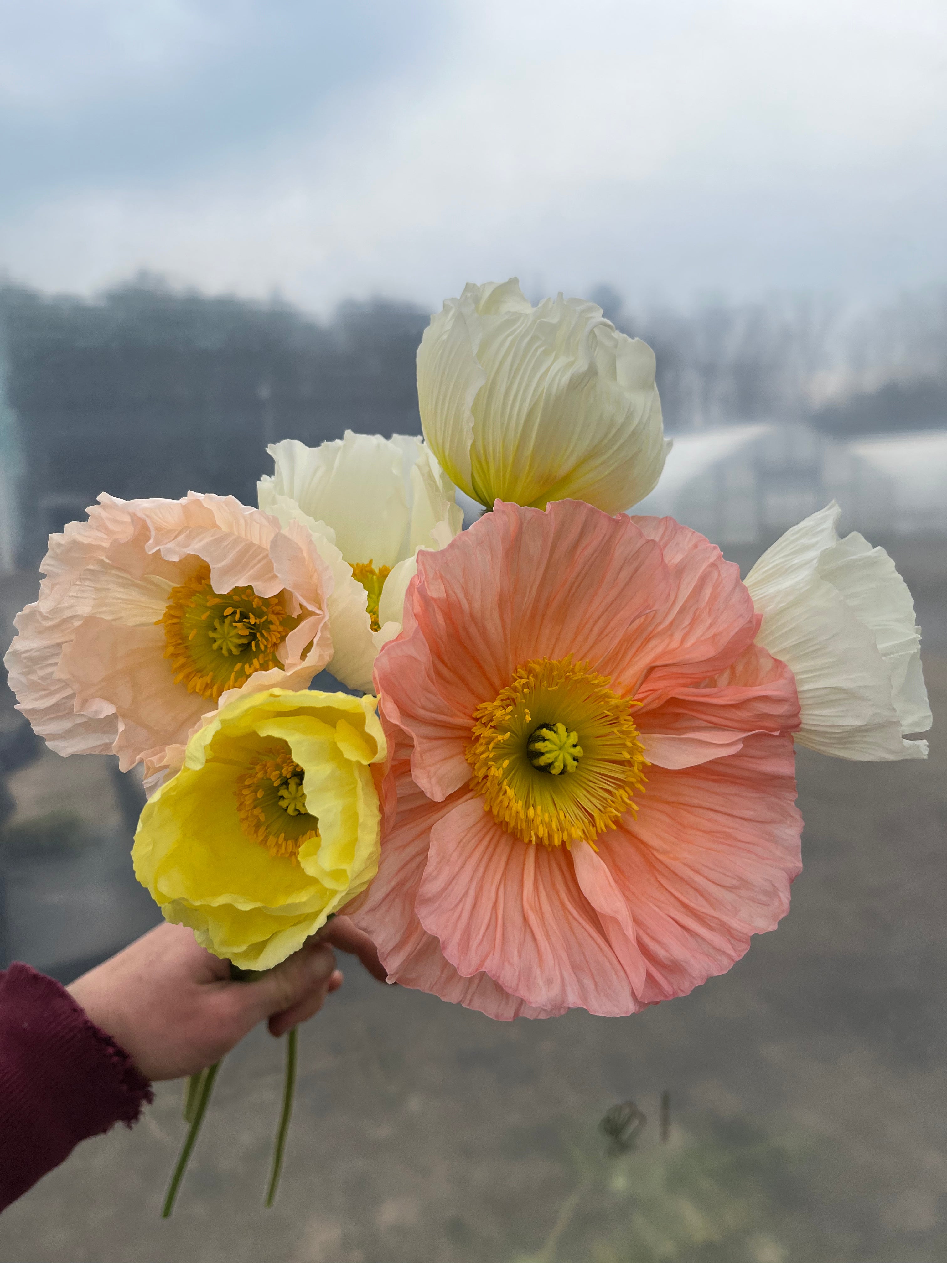 Poppy
