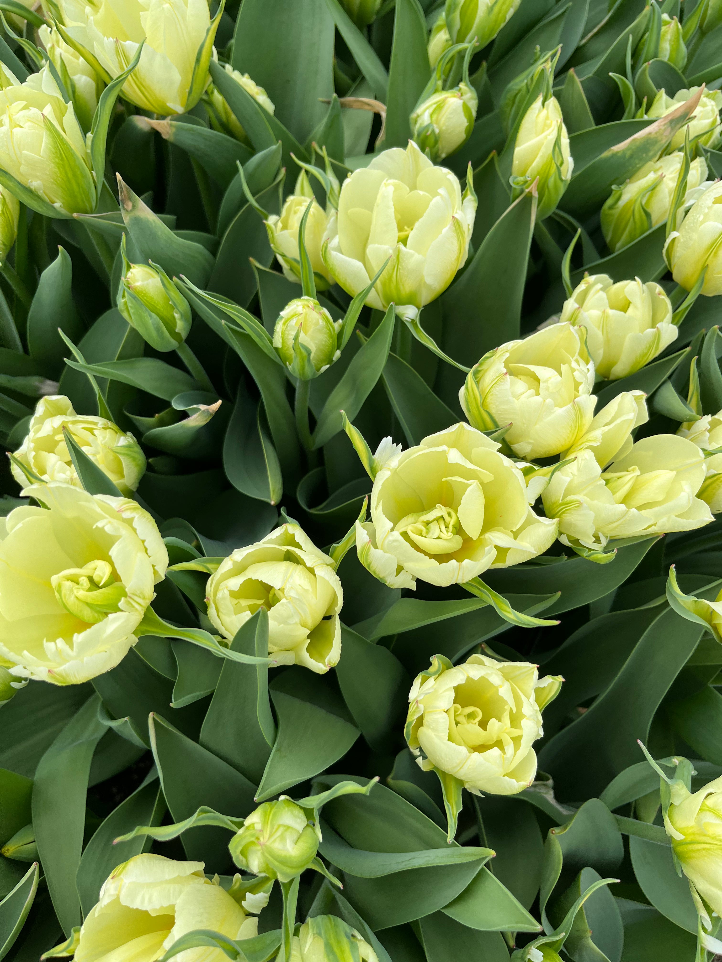 Tulip