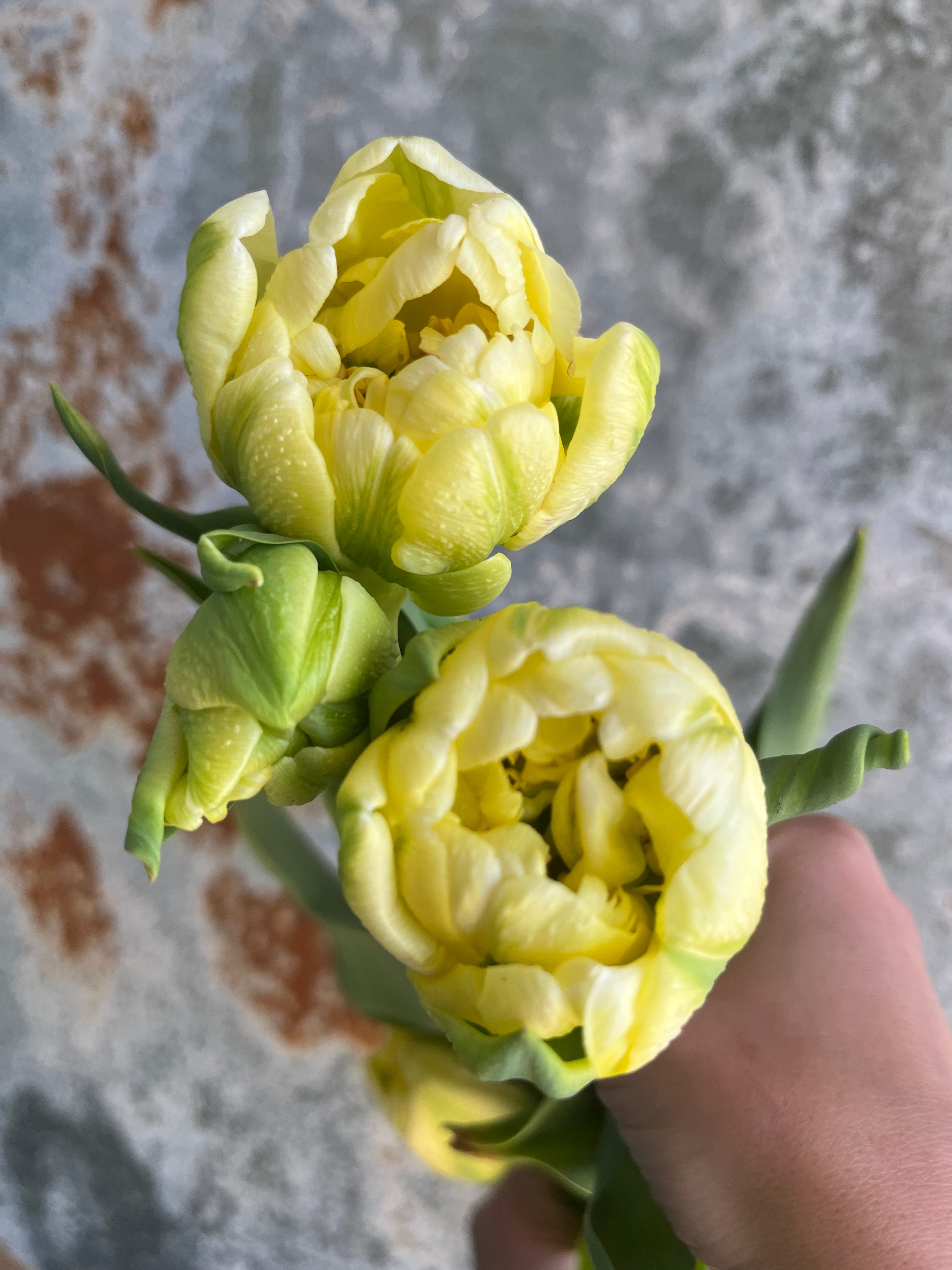 Tulip
