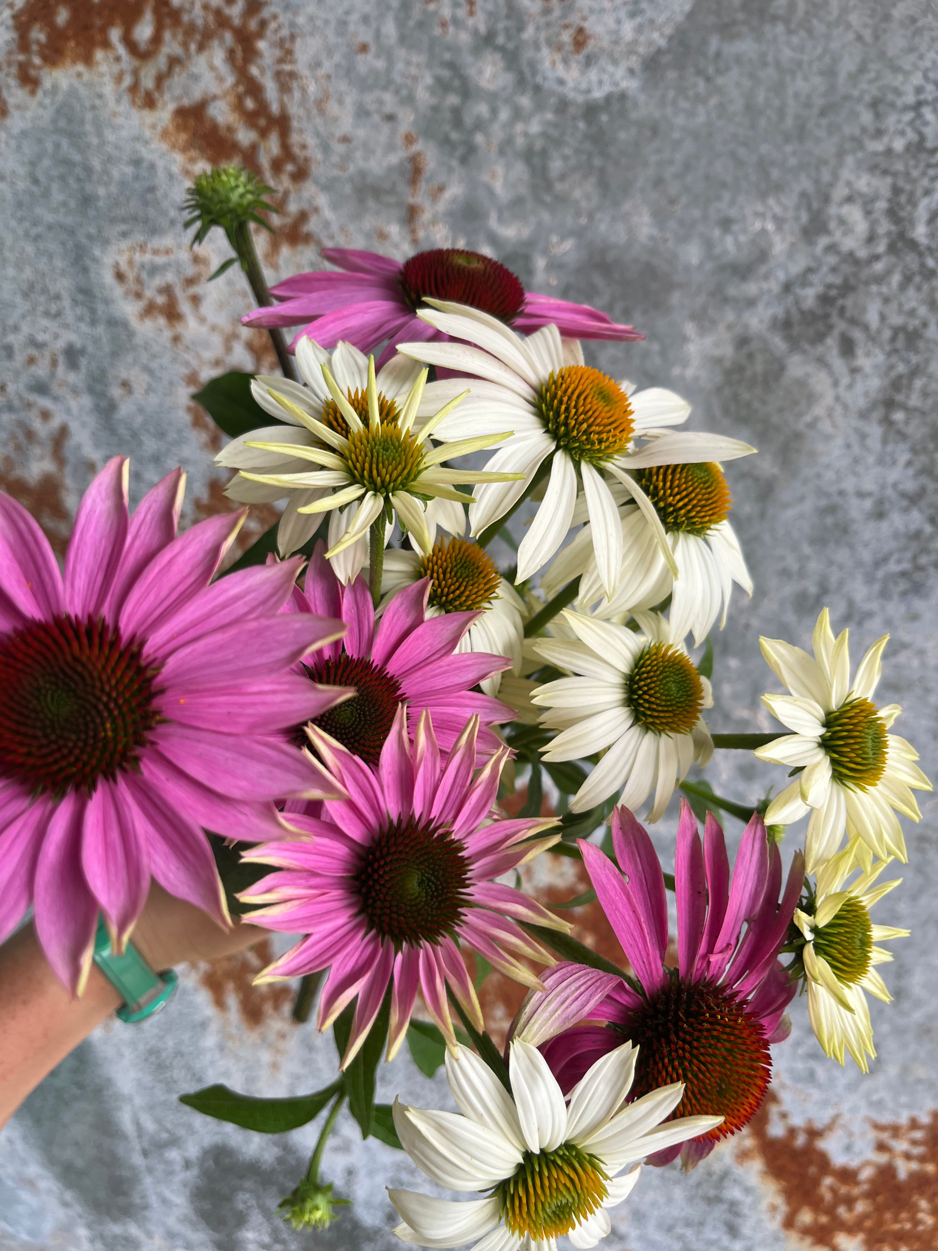 Echinacea