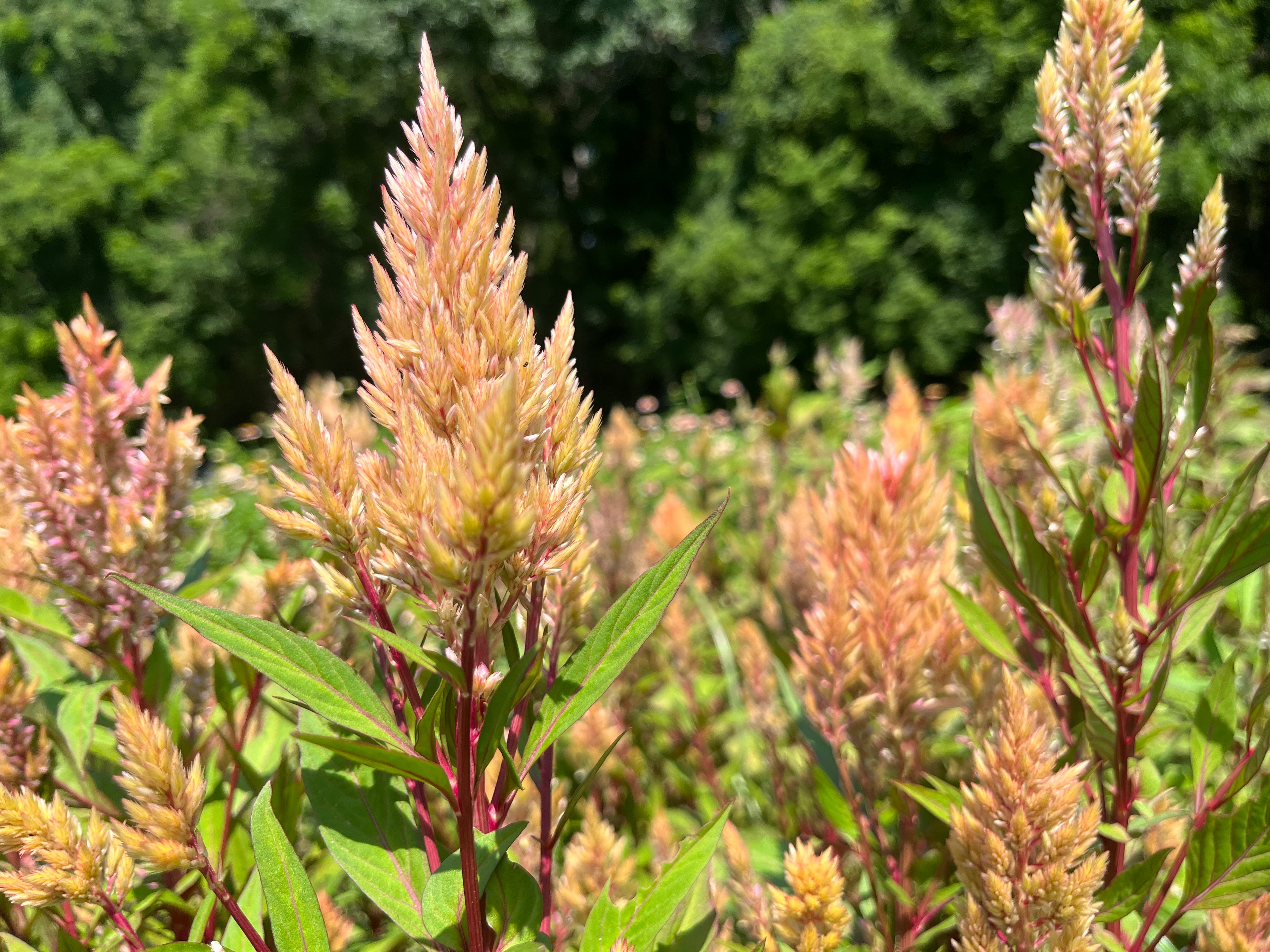 Celosia Plumed