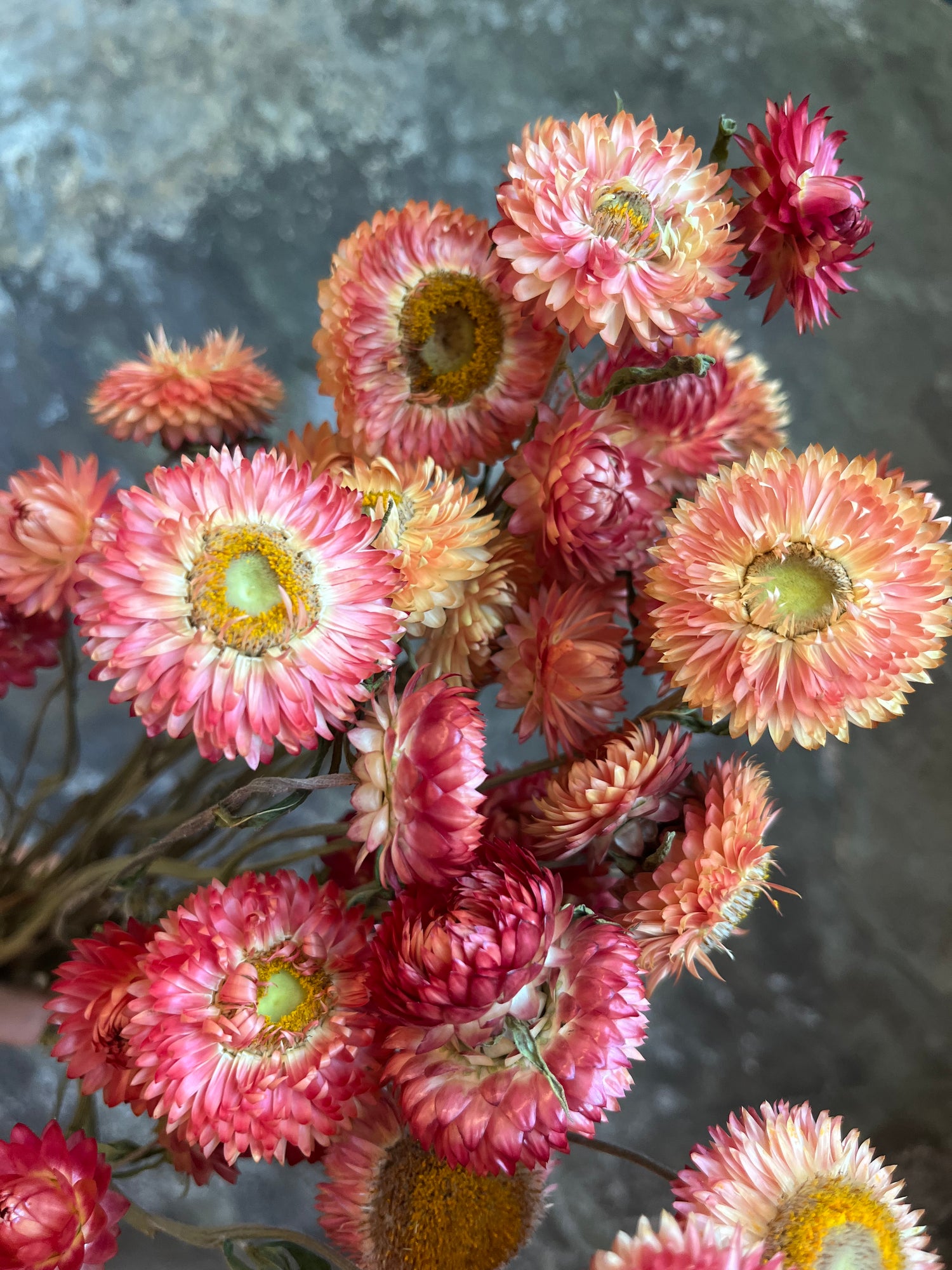 Strawflower- DRIED