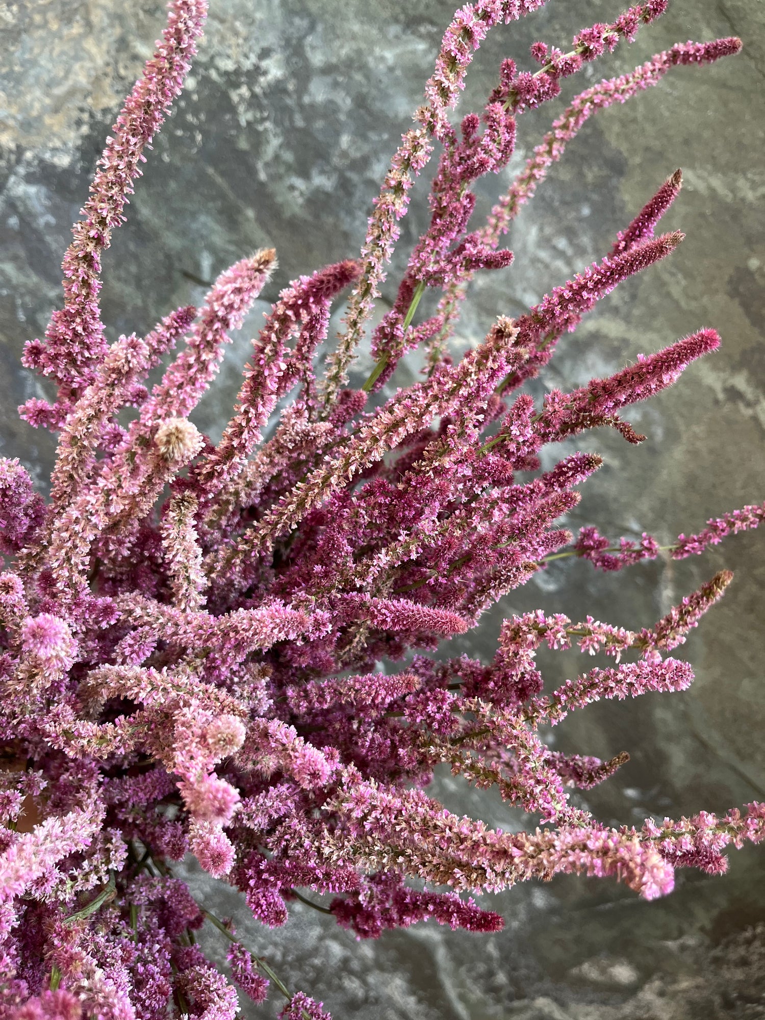 Statice- Suworowii- Pink Pokers- DRIED