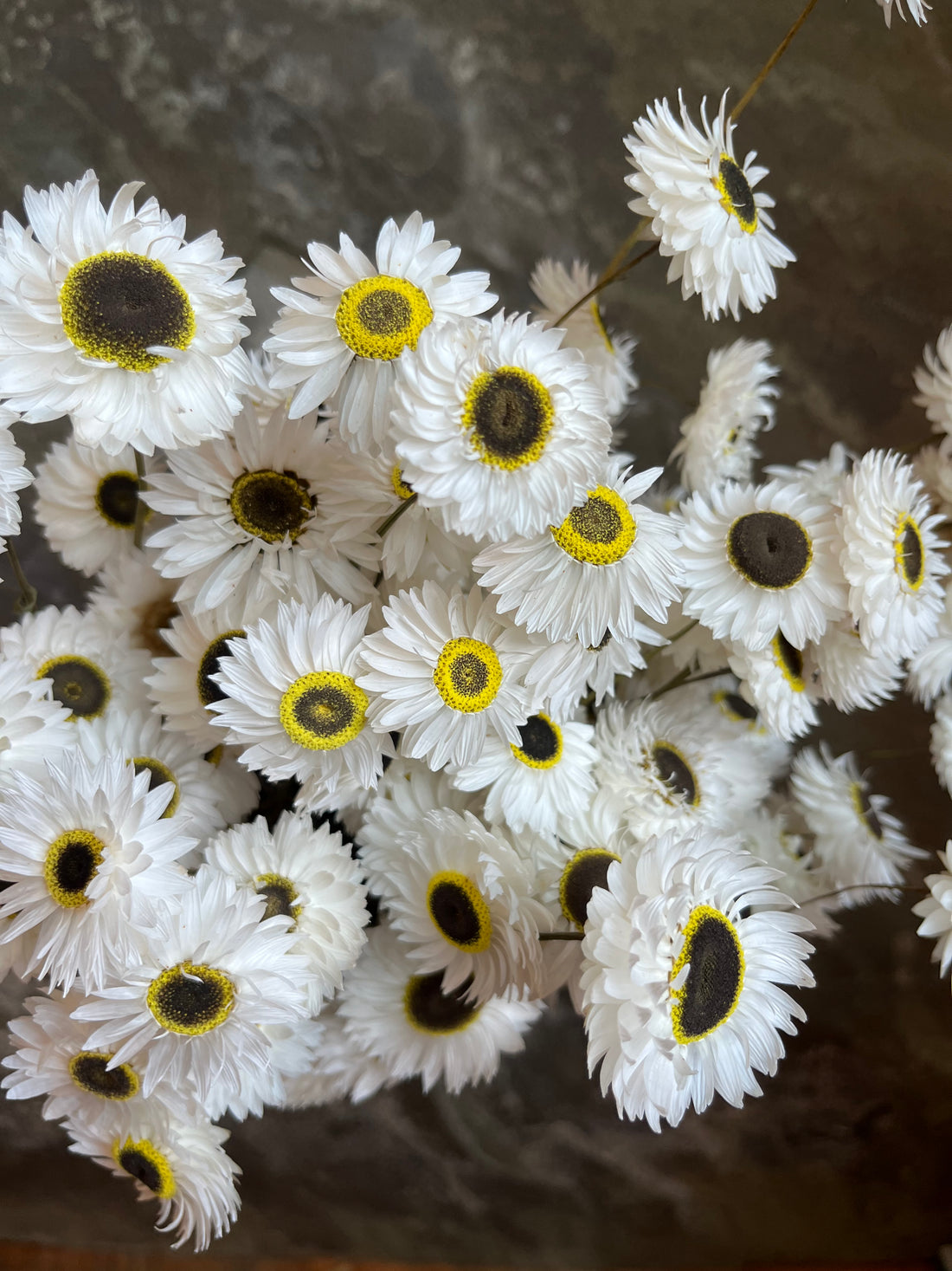 Paper Daisy- DRIED