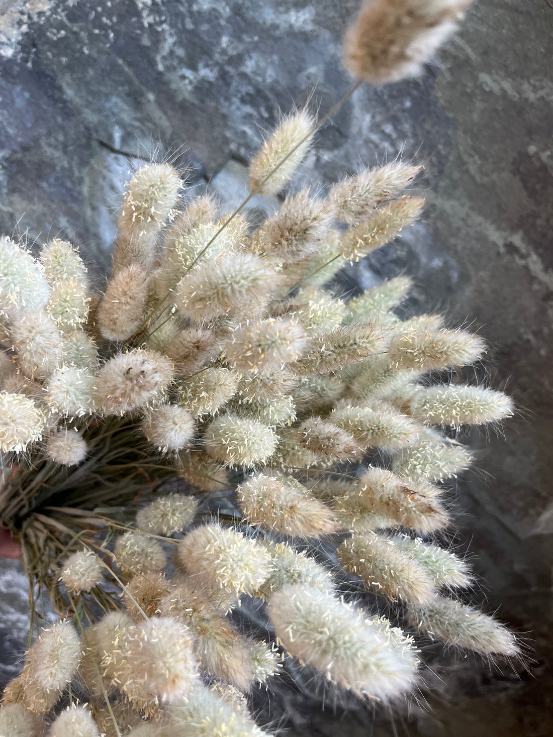 Grass- Bunnytail- DRIED