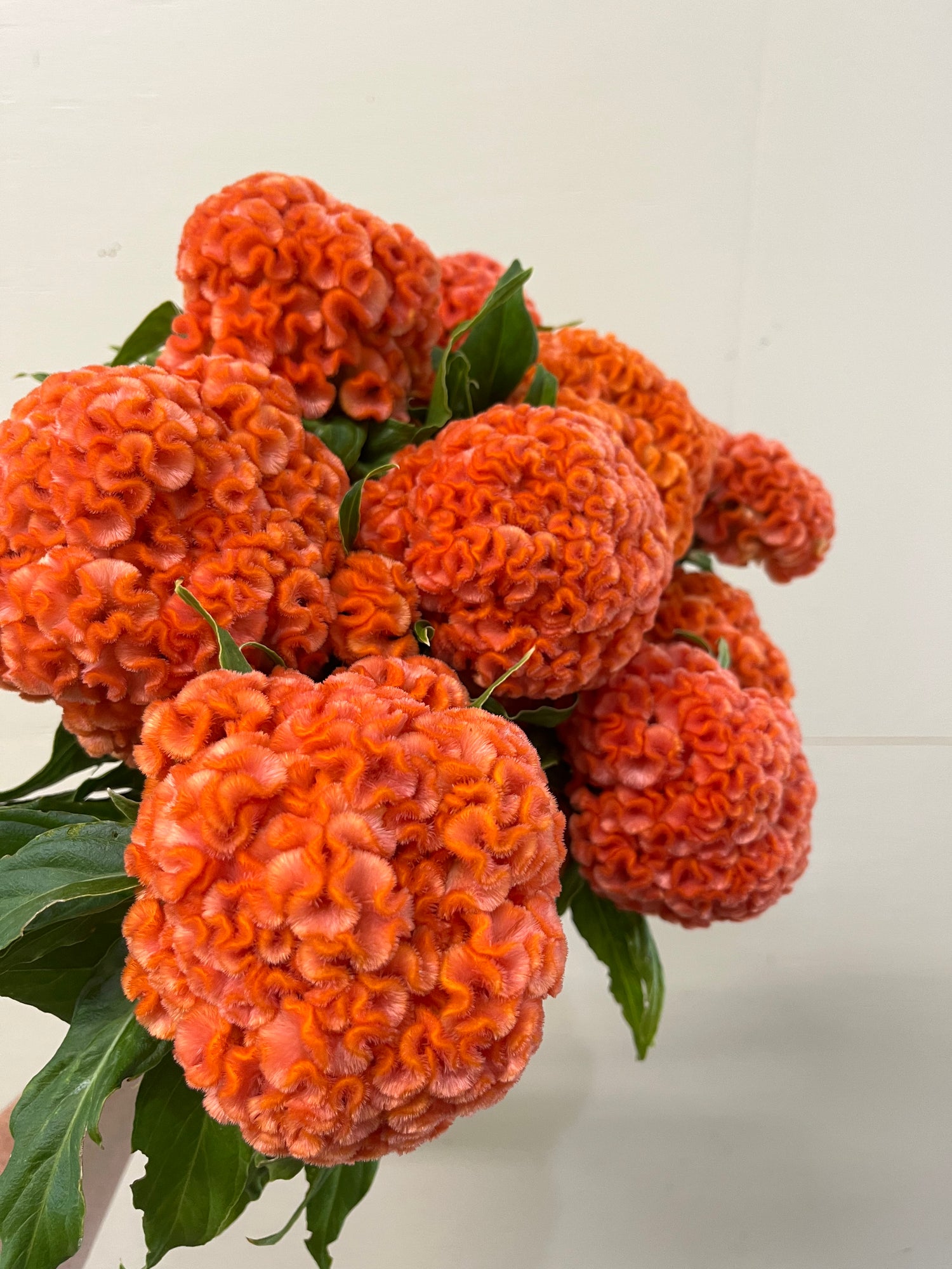 Coxcomb- Traditional Brains