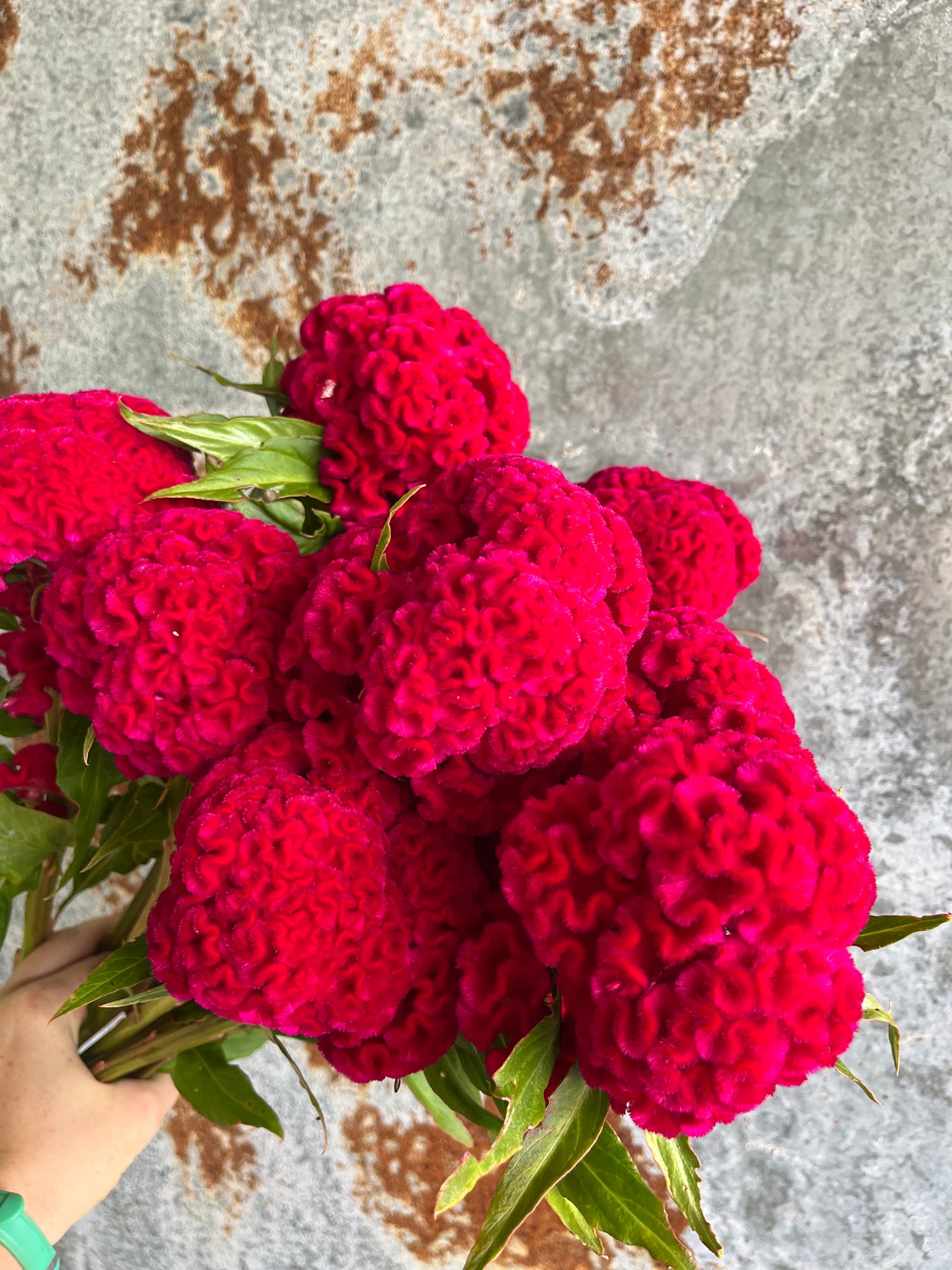 Coxcomb- Traditional Brains