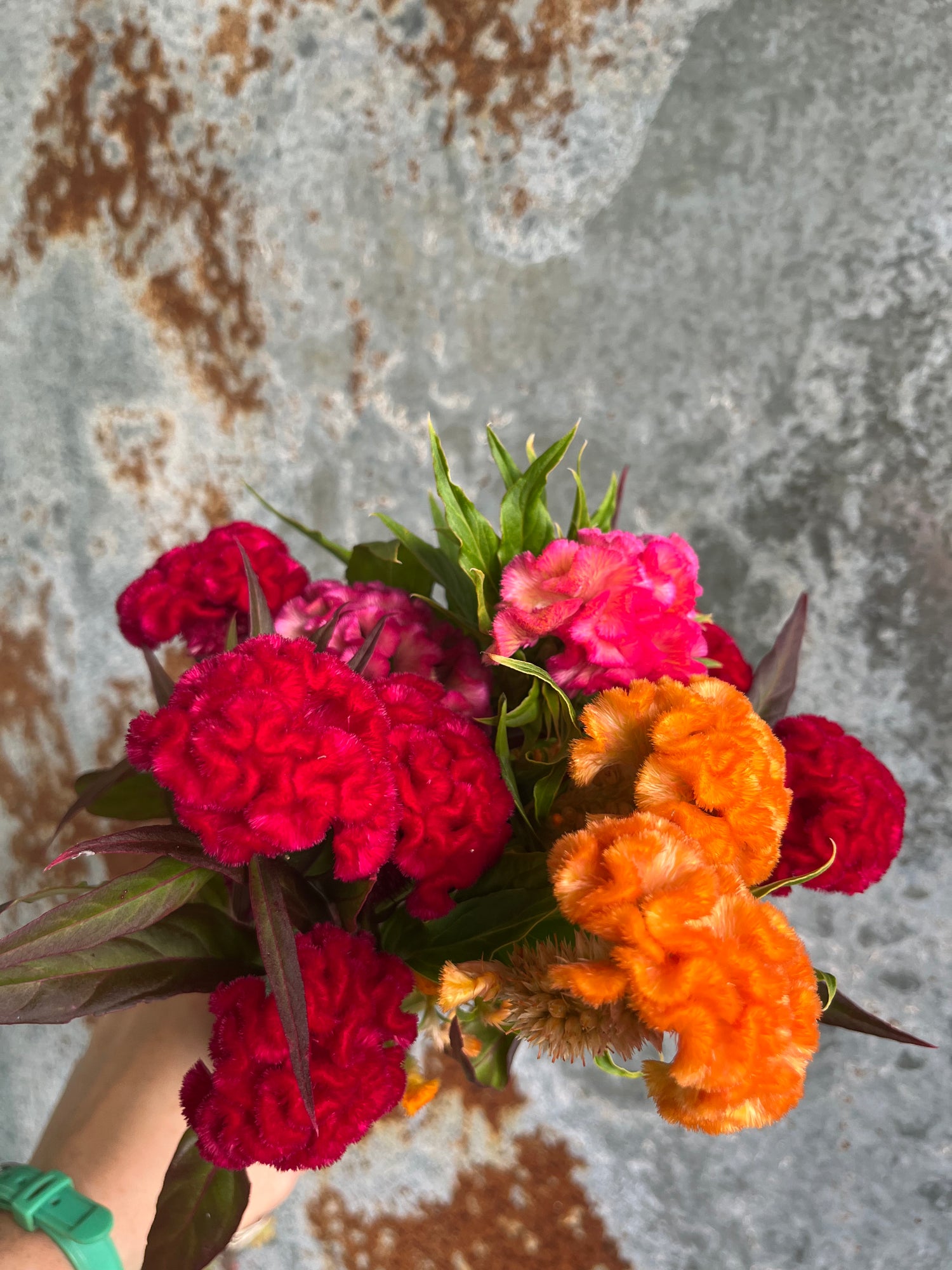 Coxcomb- Traditional Brains