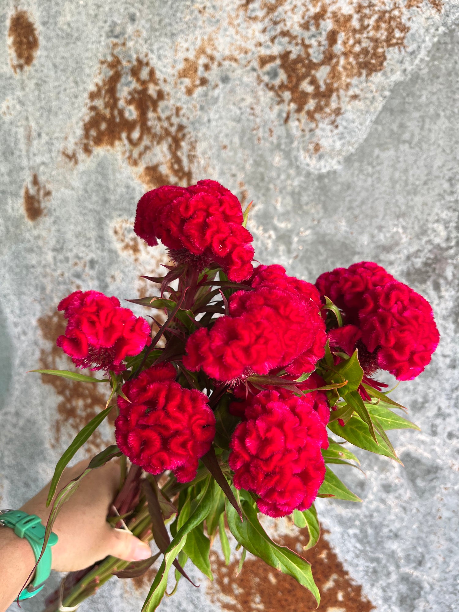 Coxcomb- Traditional Brains