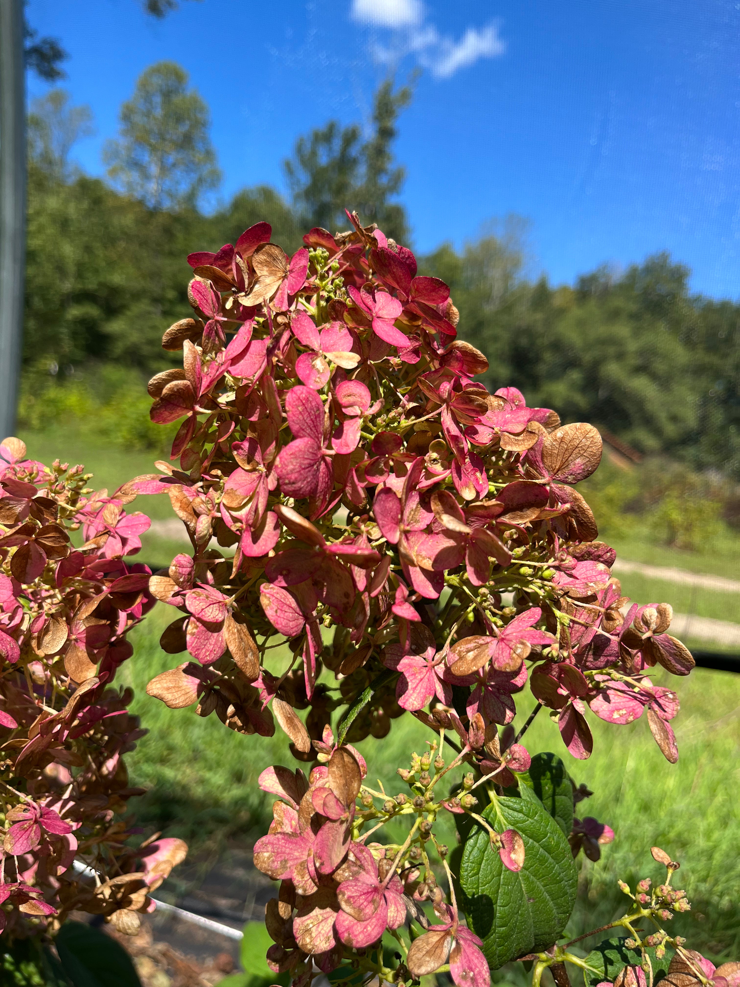 Hydrangea