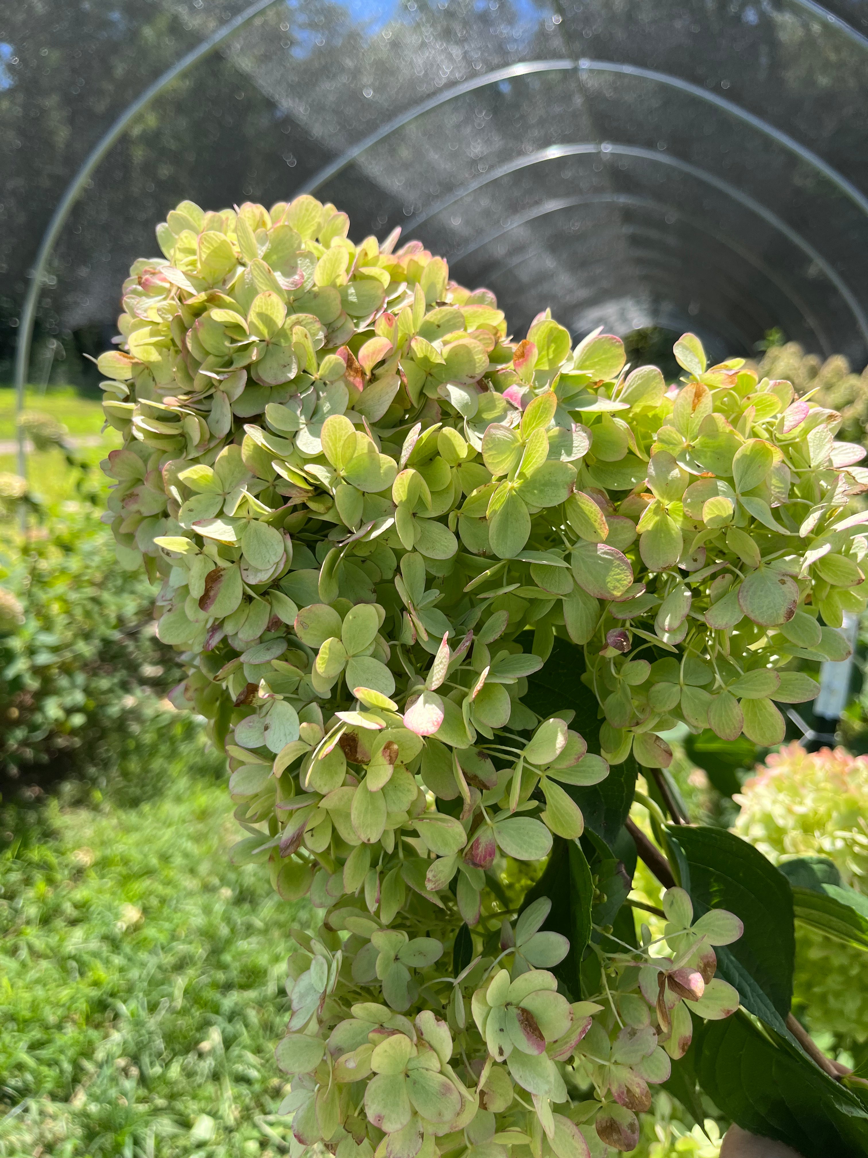 Hydrangea