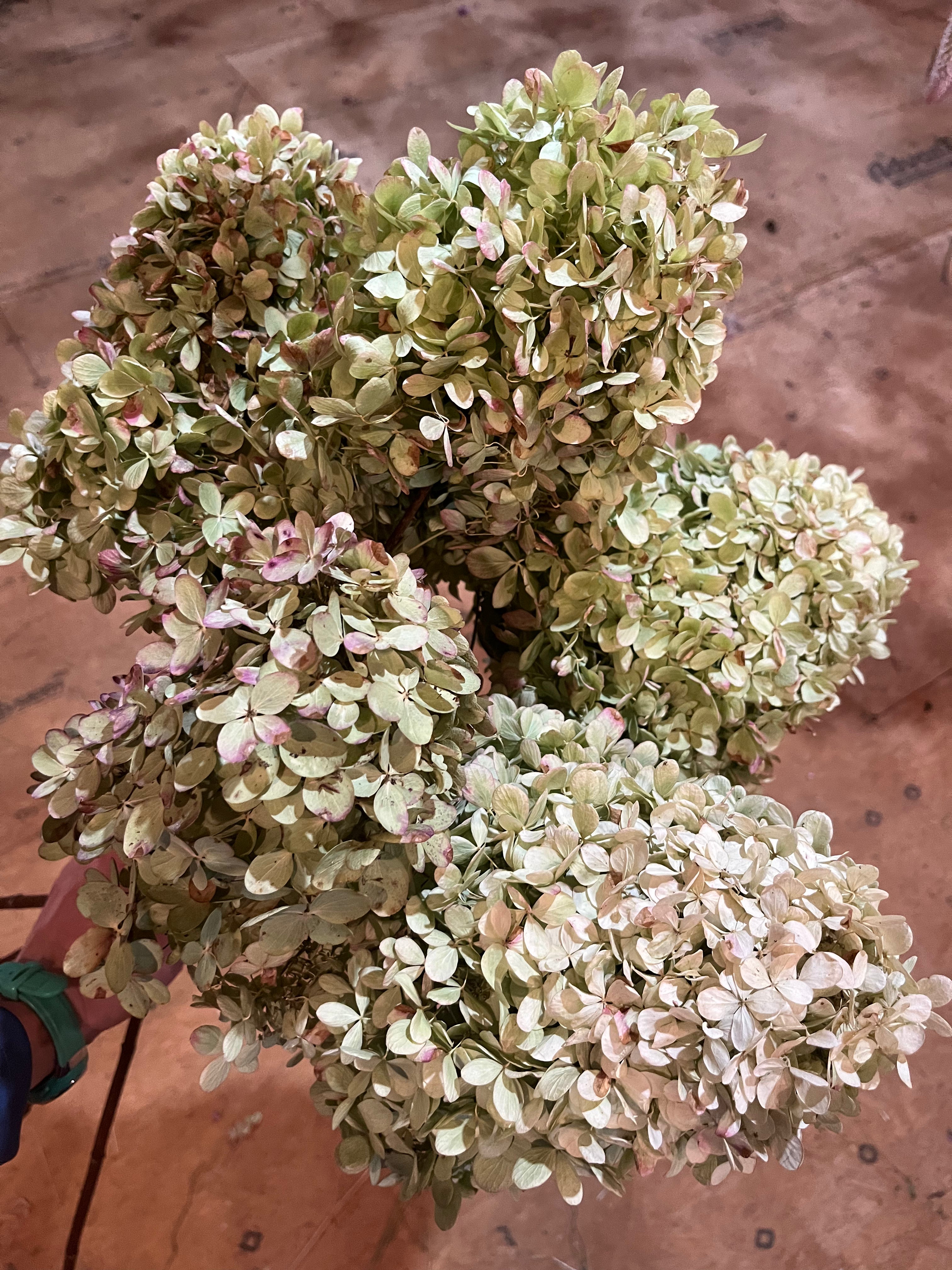 Hydrangea - DRIED