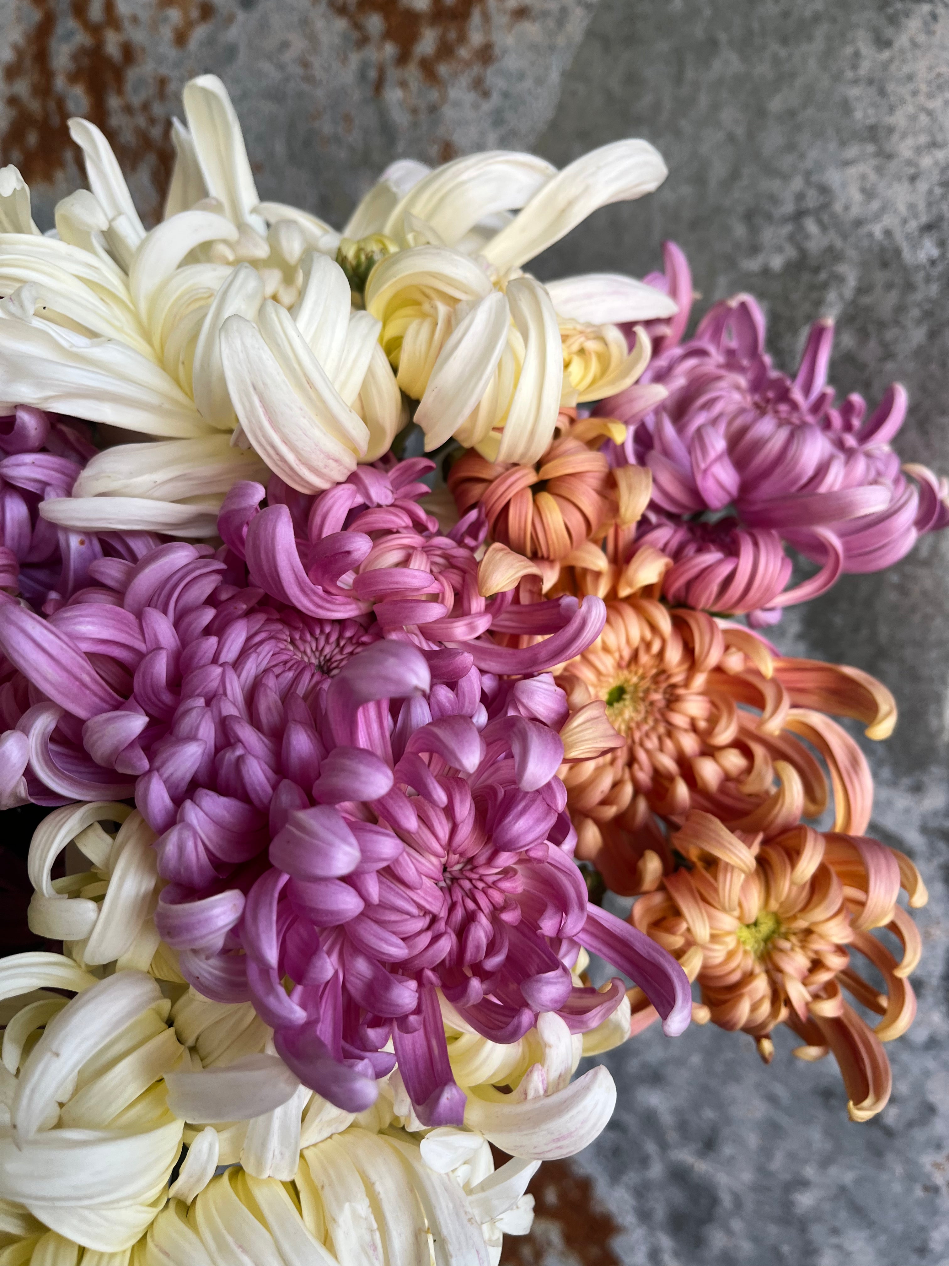 Chrysanthemum