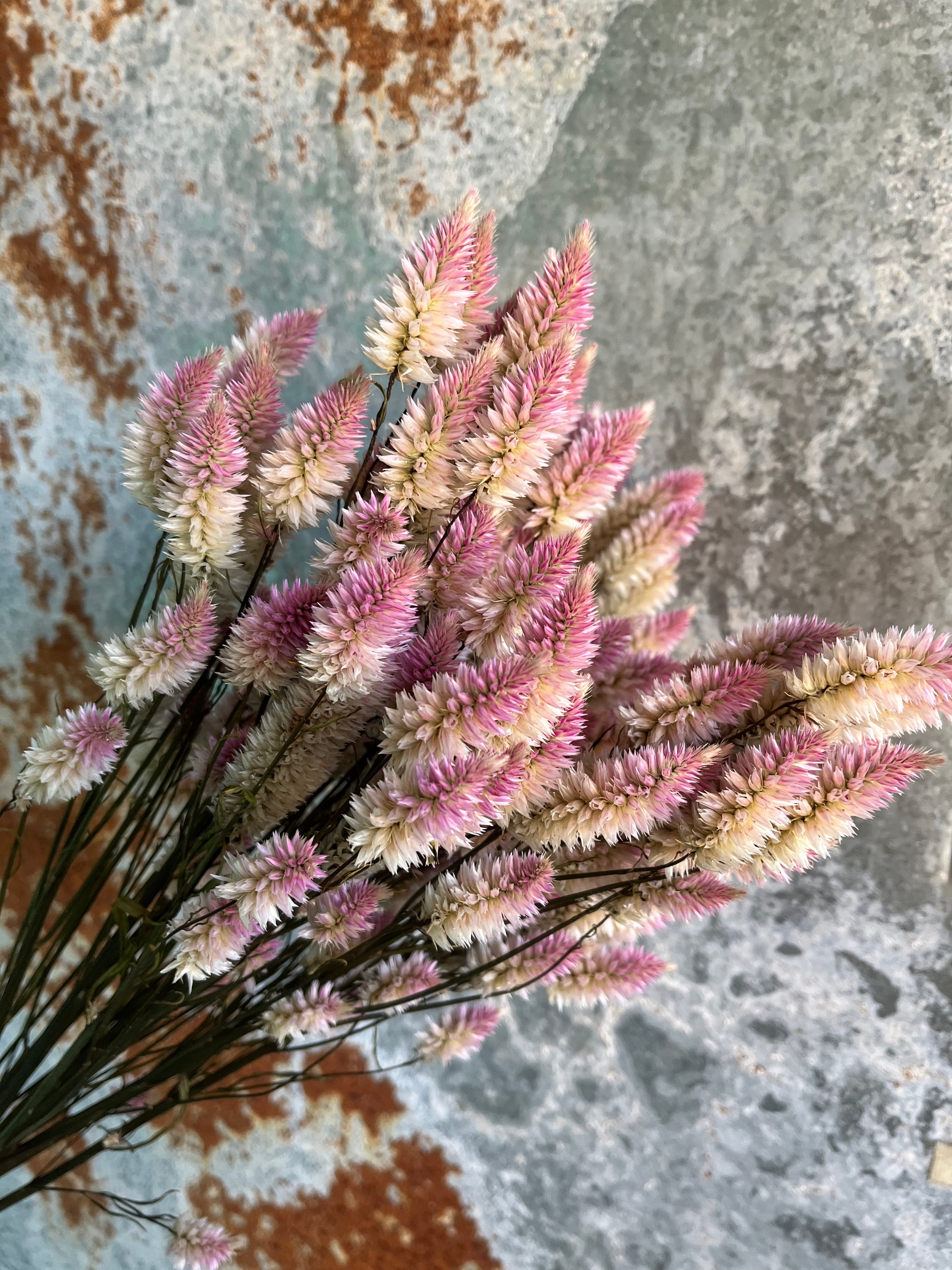 Celosia Plumed- DRIED