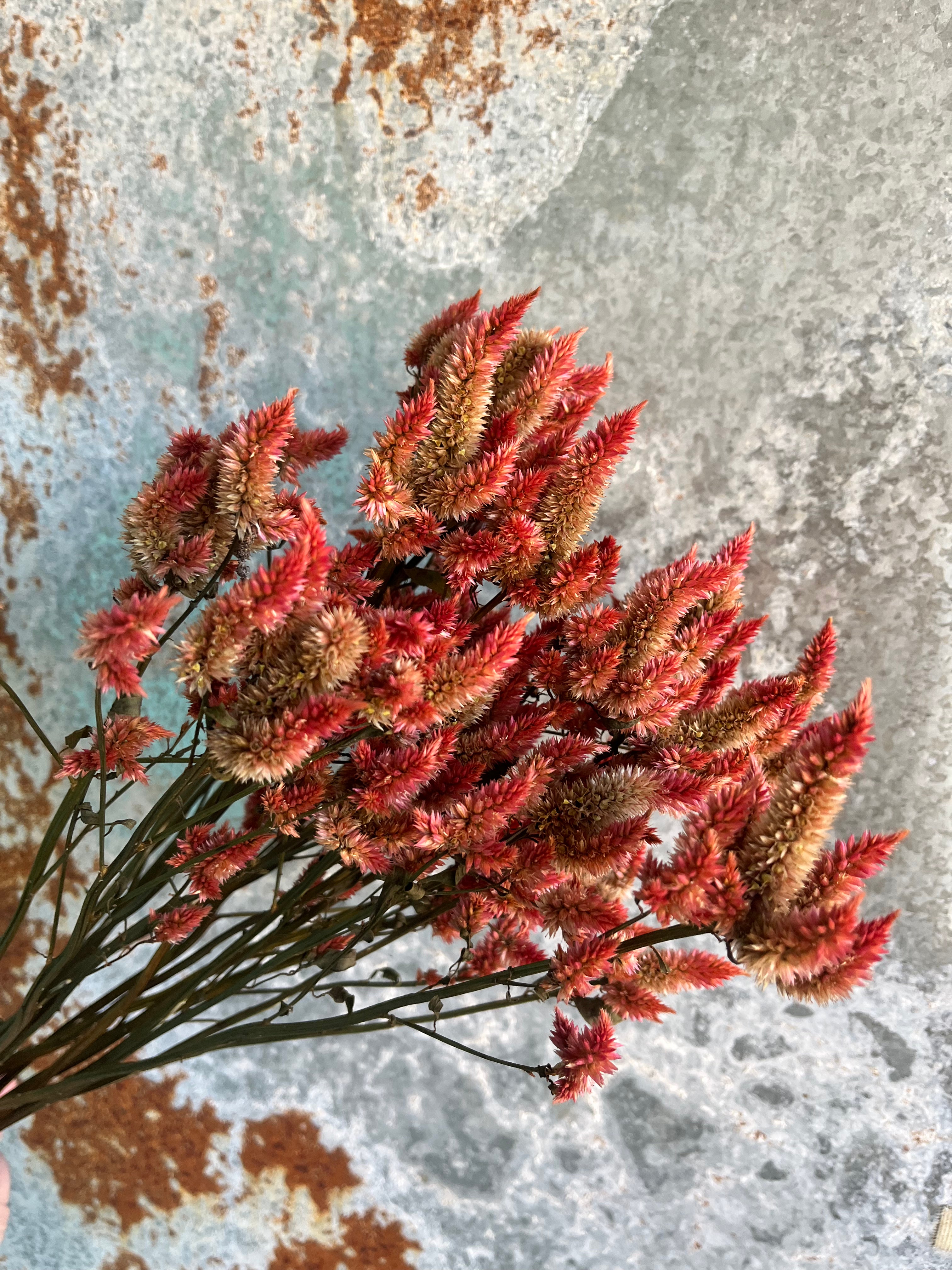 Celosia Plumed- DRIED