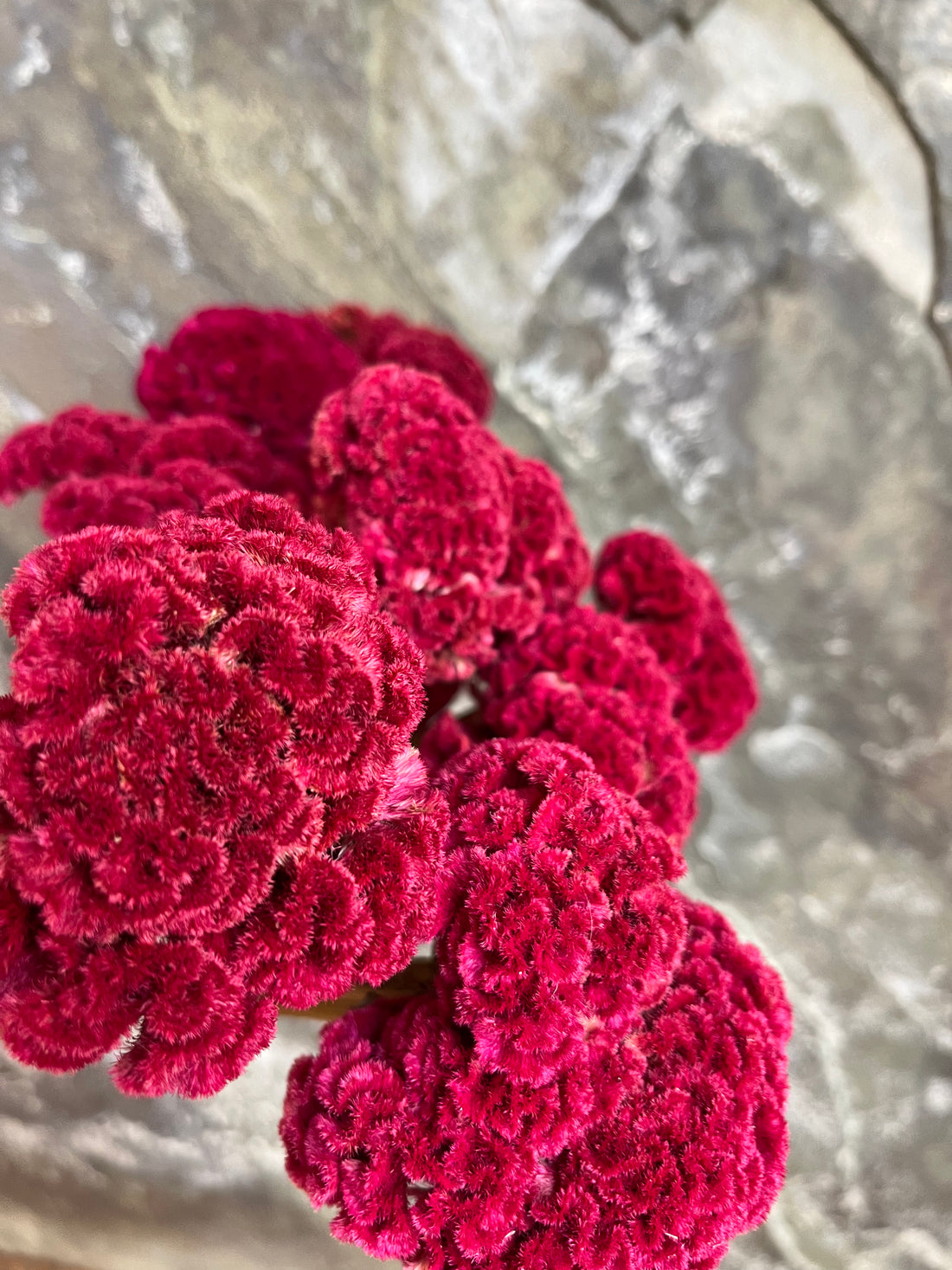 Coxcomb- DRIED