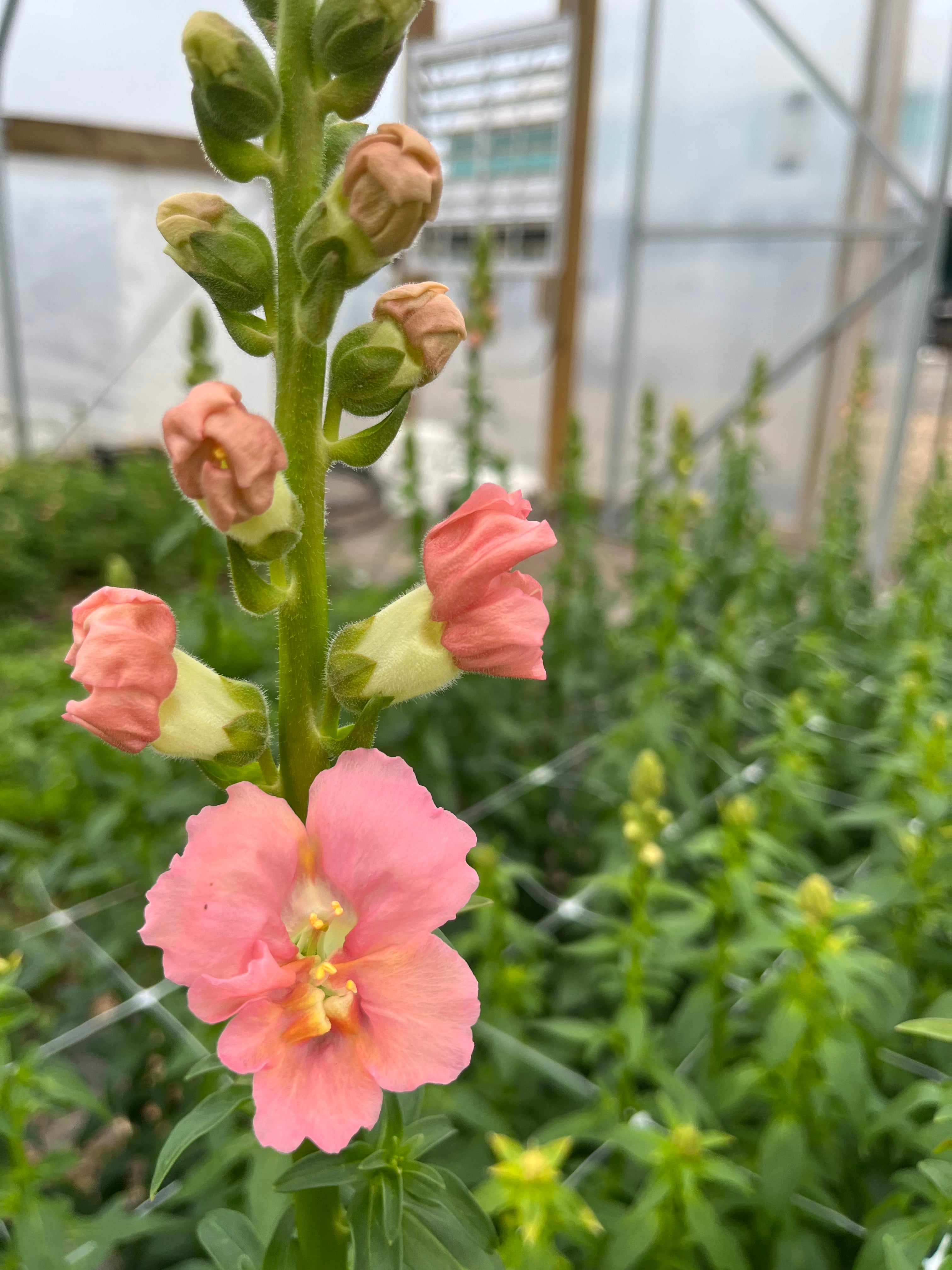 Snapdragon