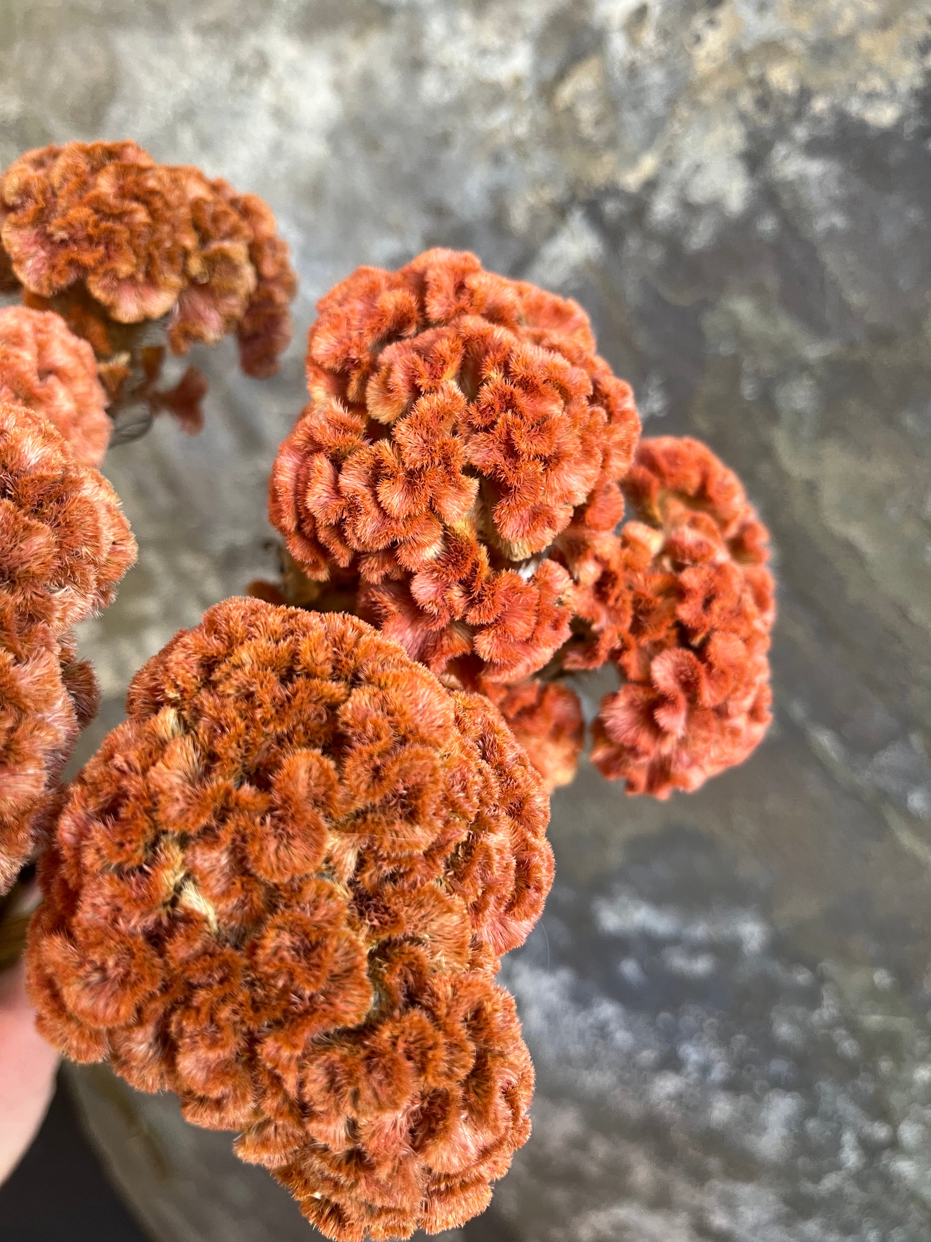 Coxcomb- DRIED