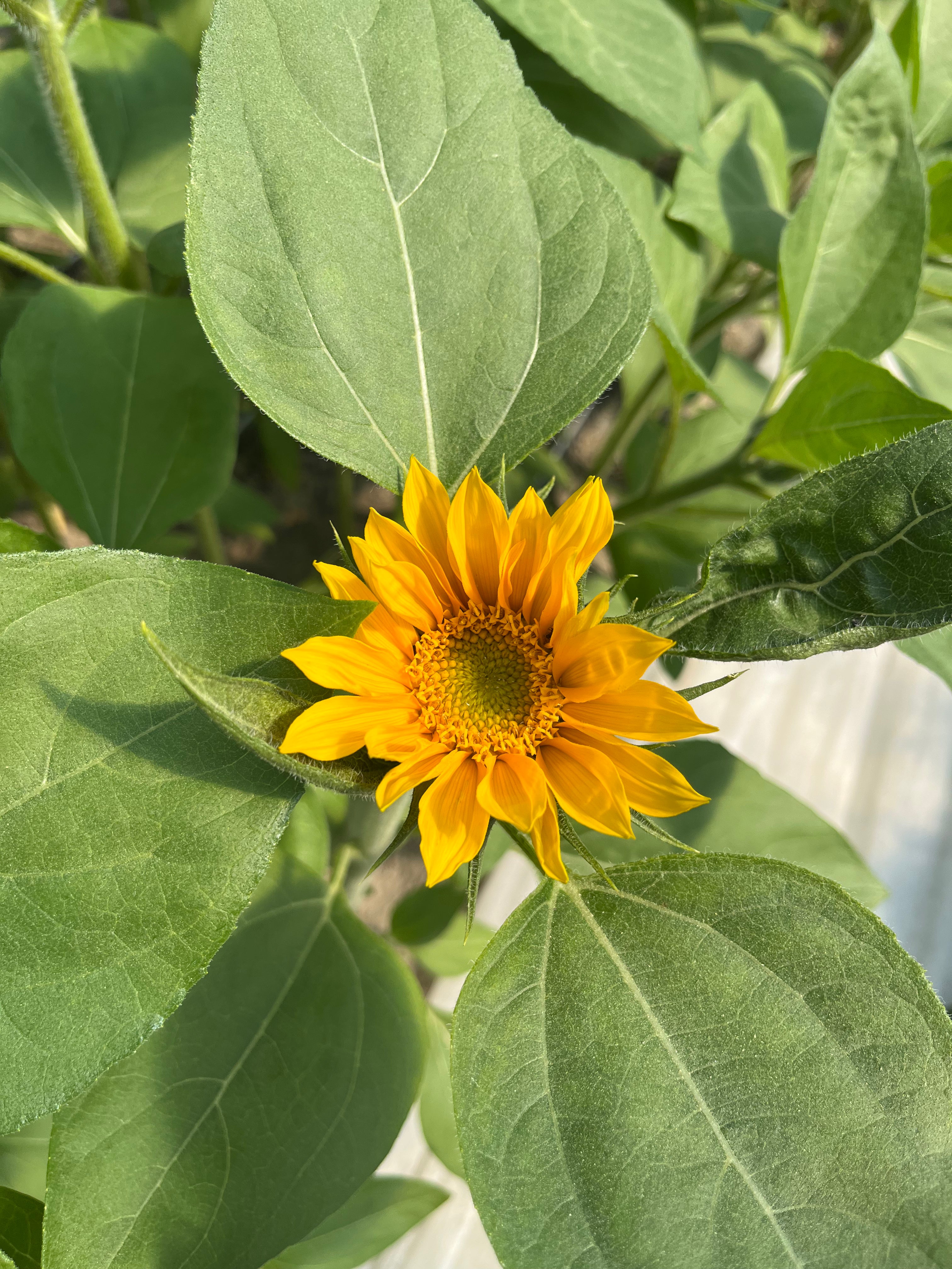 Sunflower