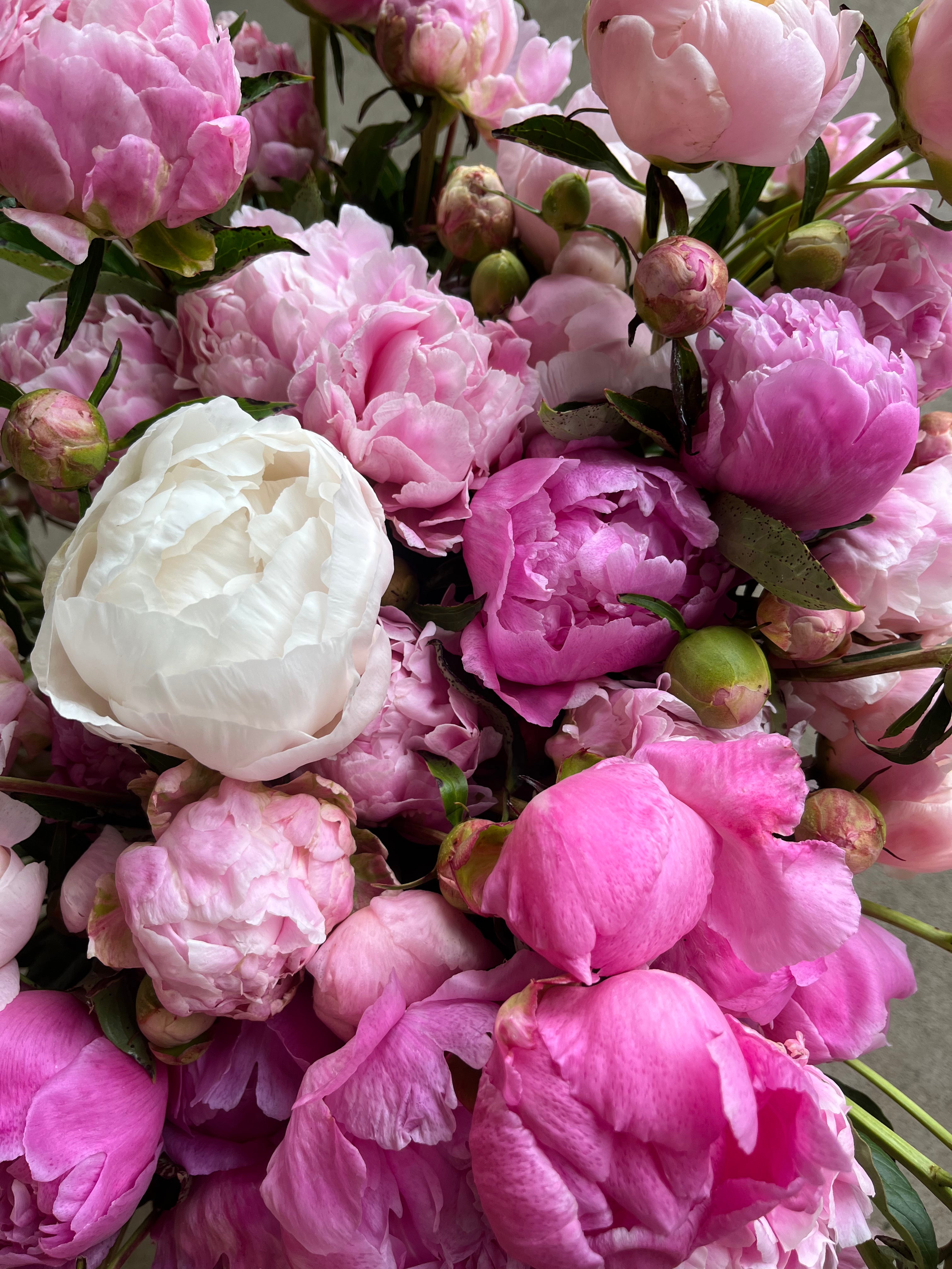 Peony