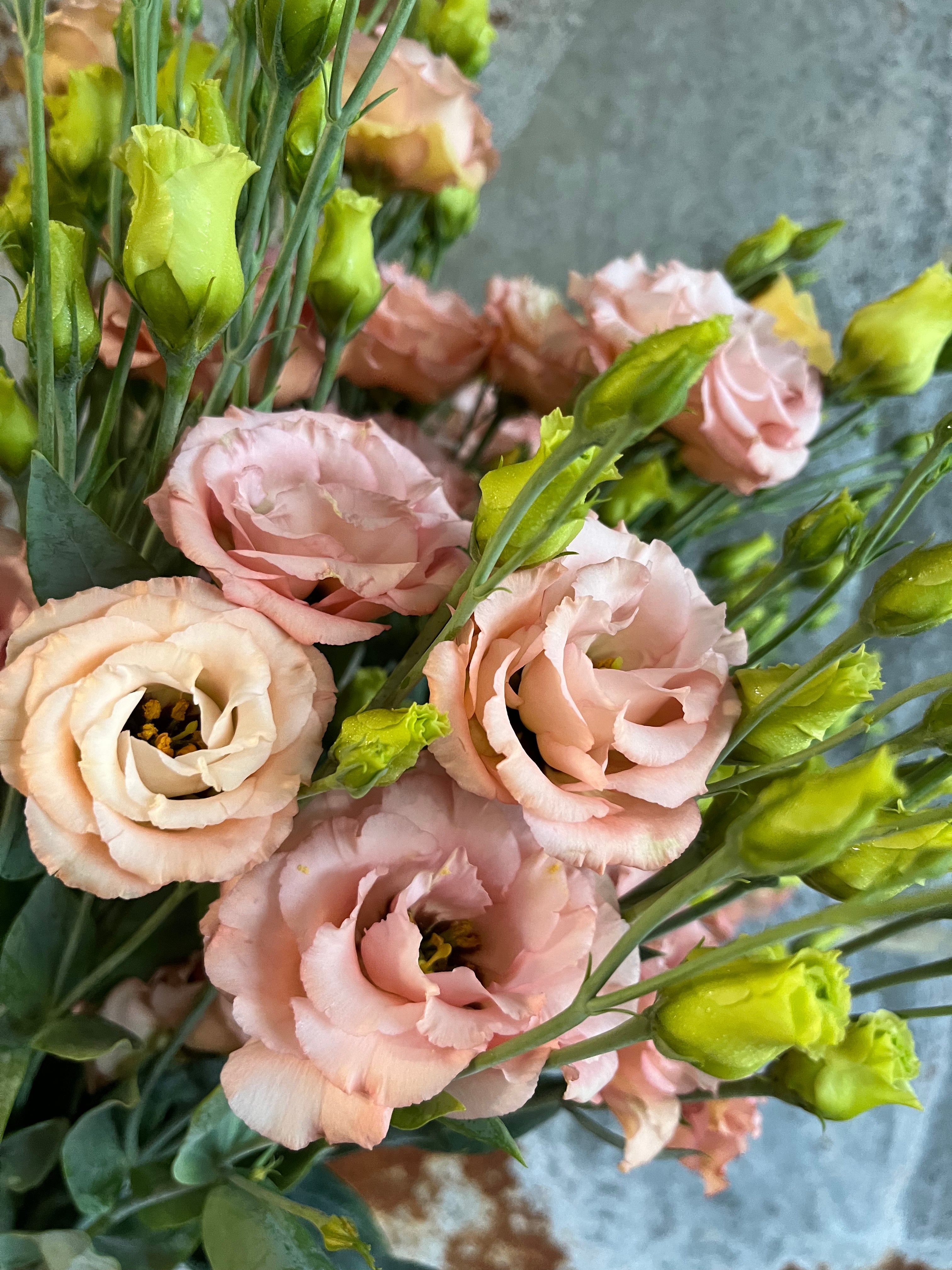 Lisianthus