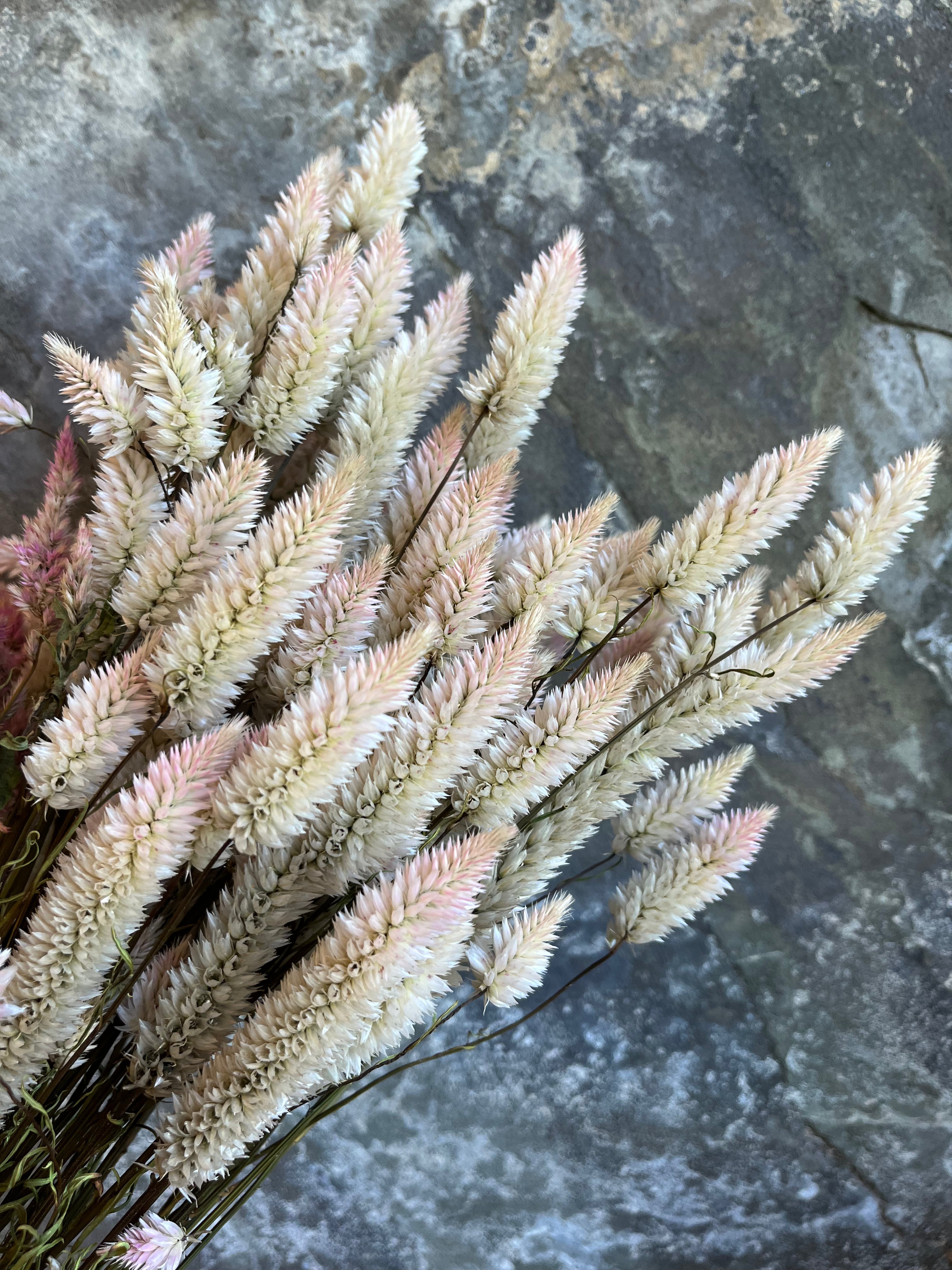 Celosia Plumed- DRIED