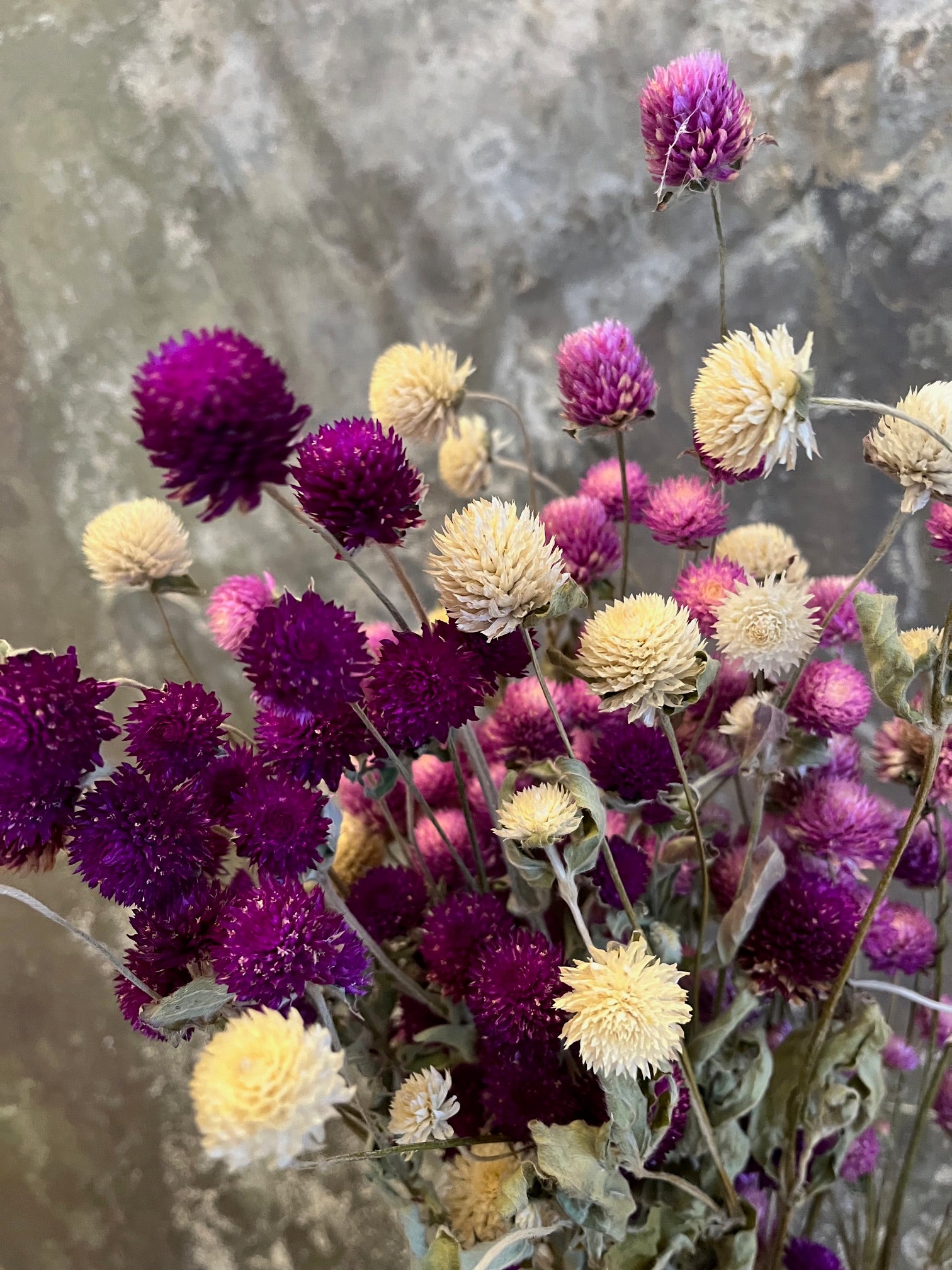 Gomphrena - DRIED