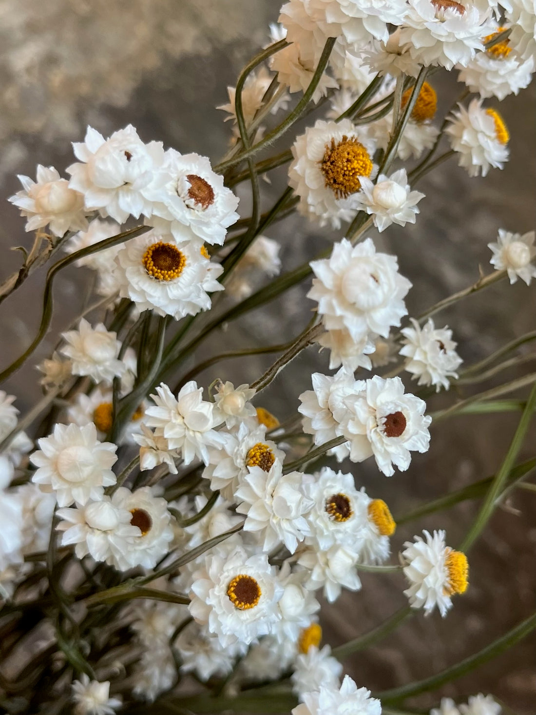 Ammobium- Winged Everlasting- DRIED