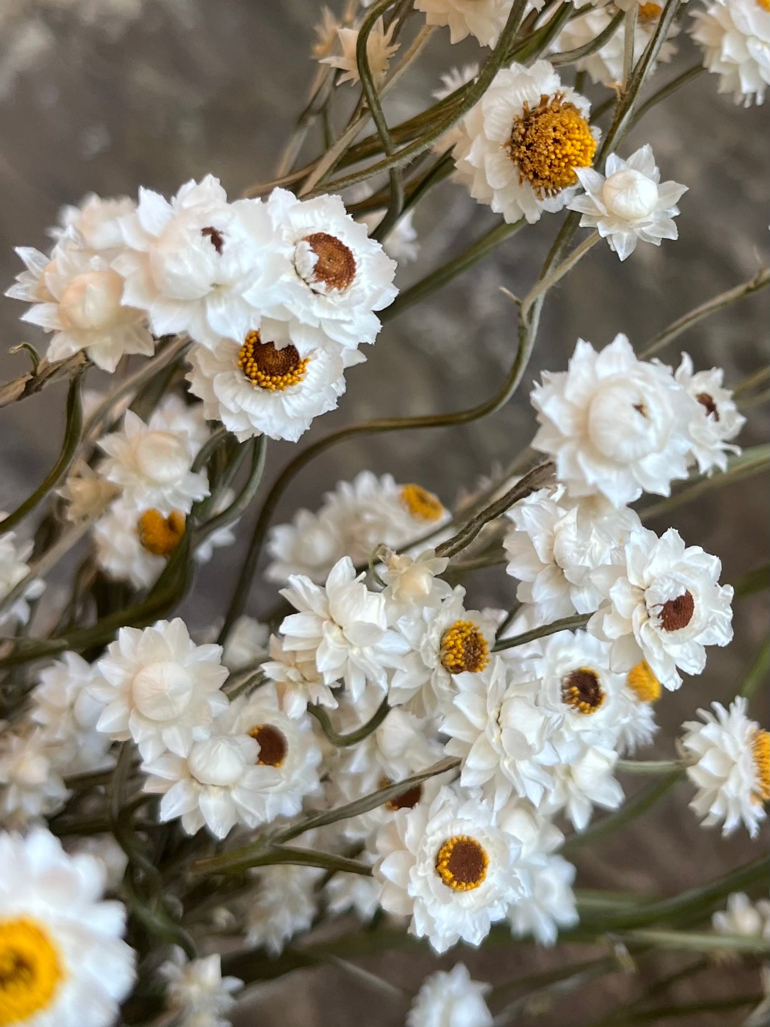 Ammobium- Winged Everlasting- DRIED