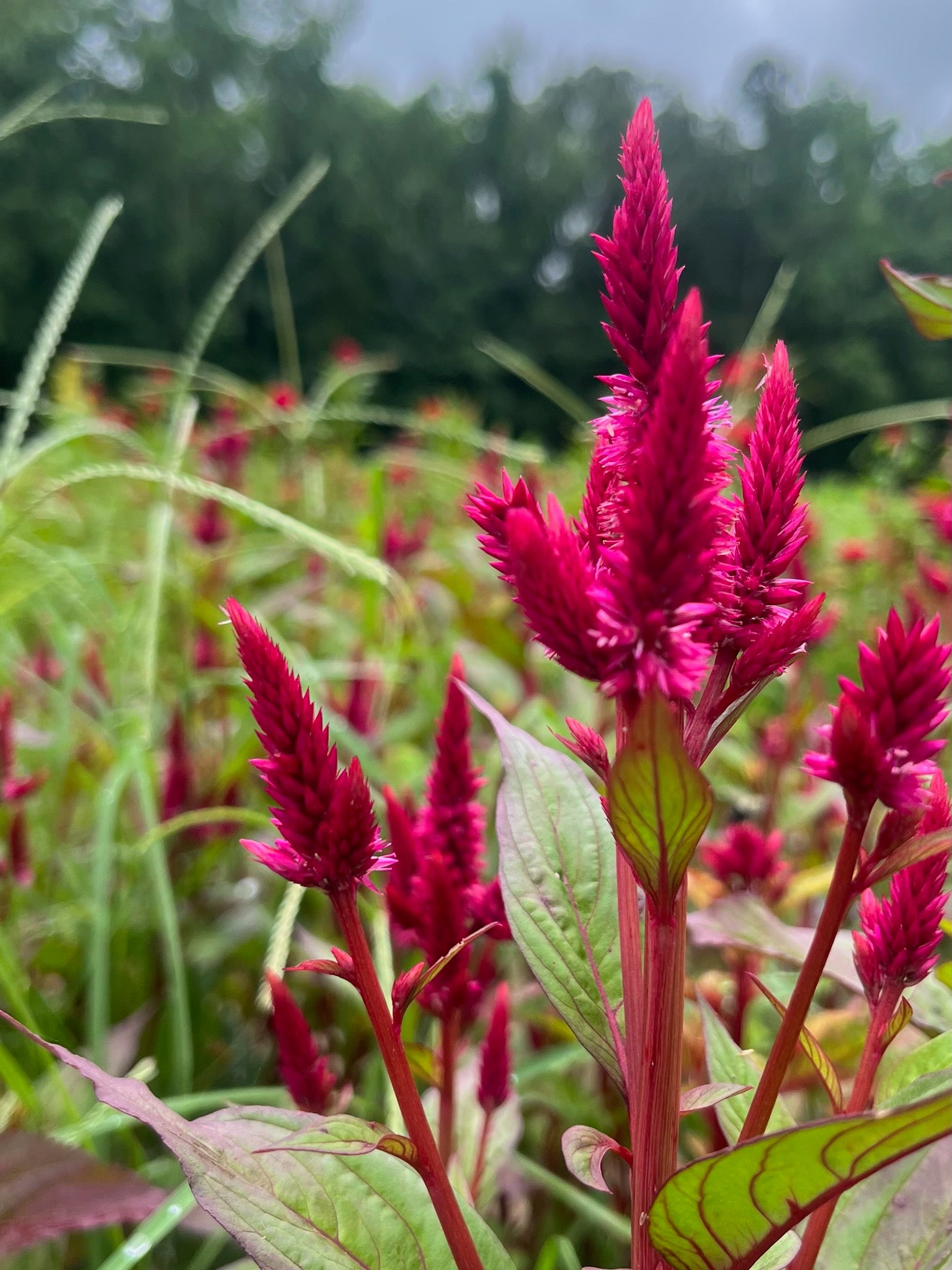 Celosia Plumed