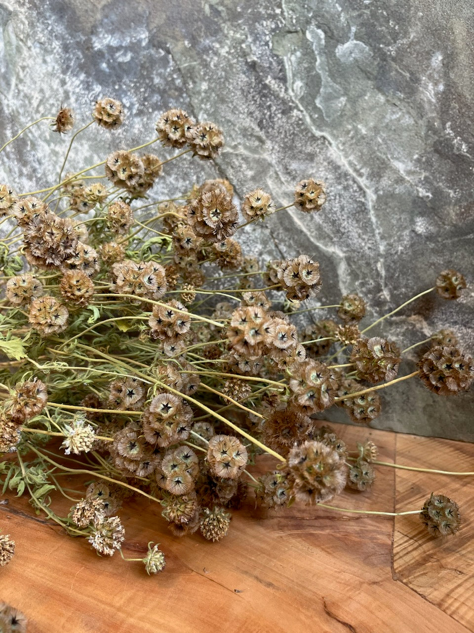 Scabiosa Stellata- Soccerballs- DRIED
