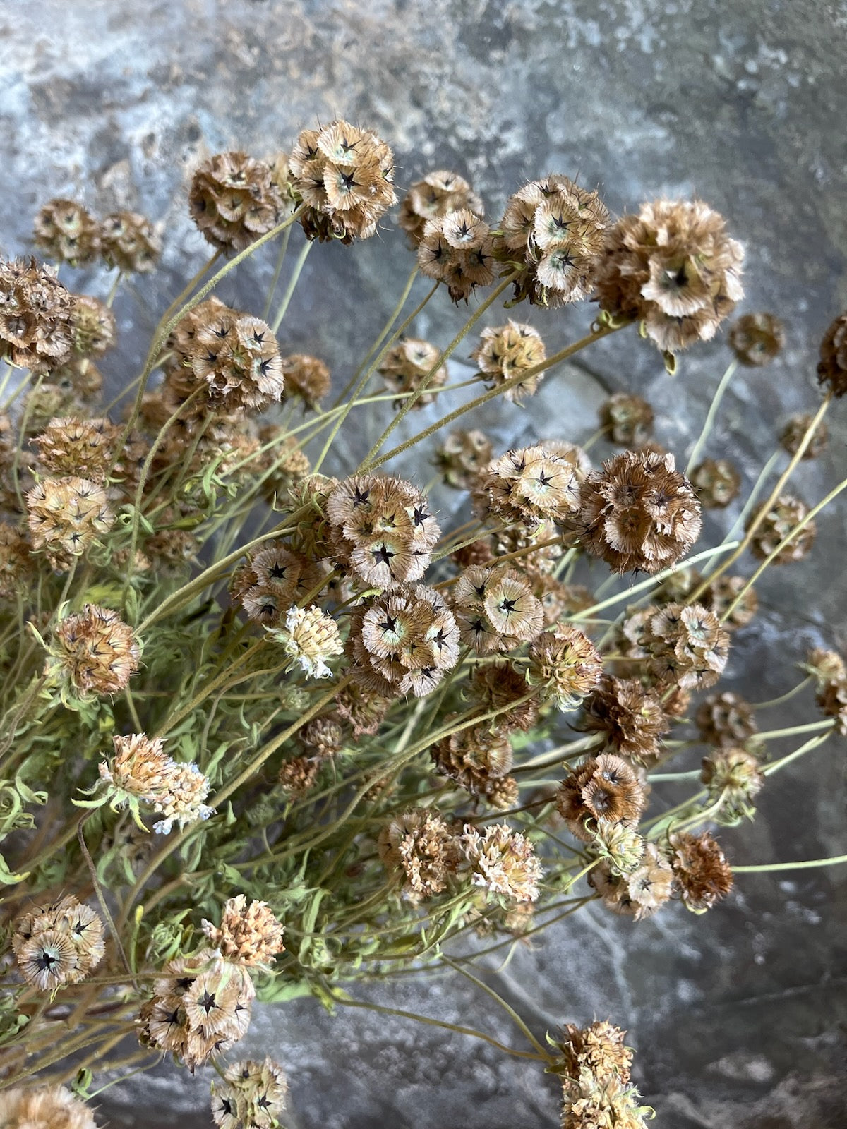 Scabiosa Stellata- Soccerballs- DRIED