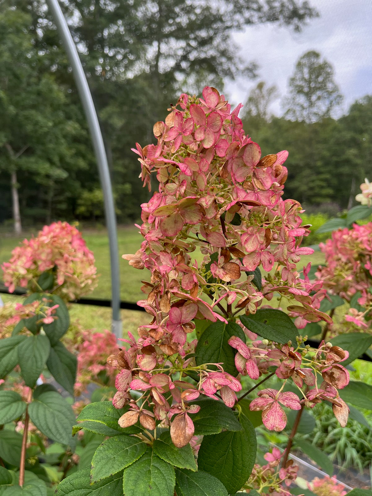Hydrangea