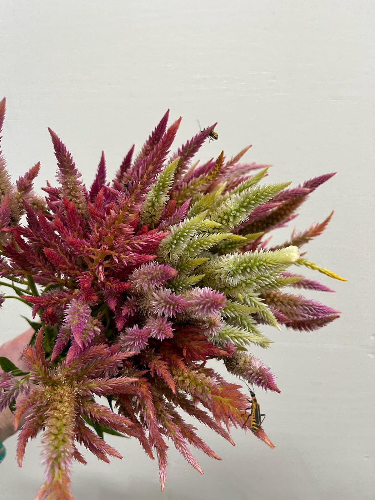 Celosia Plumed