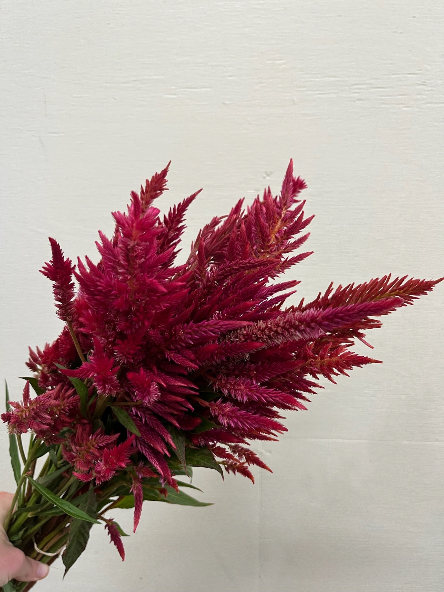 Celosia Plumed