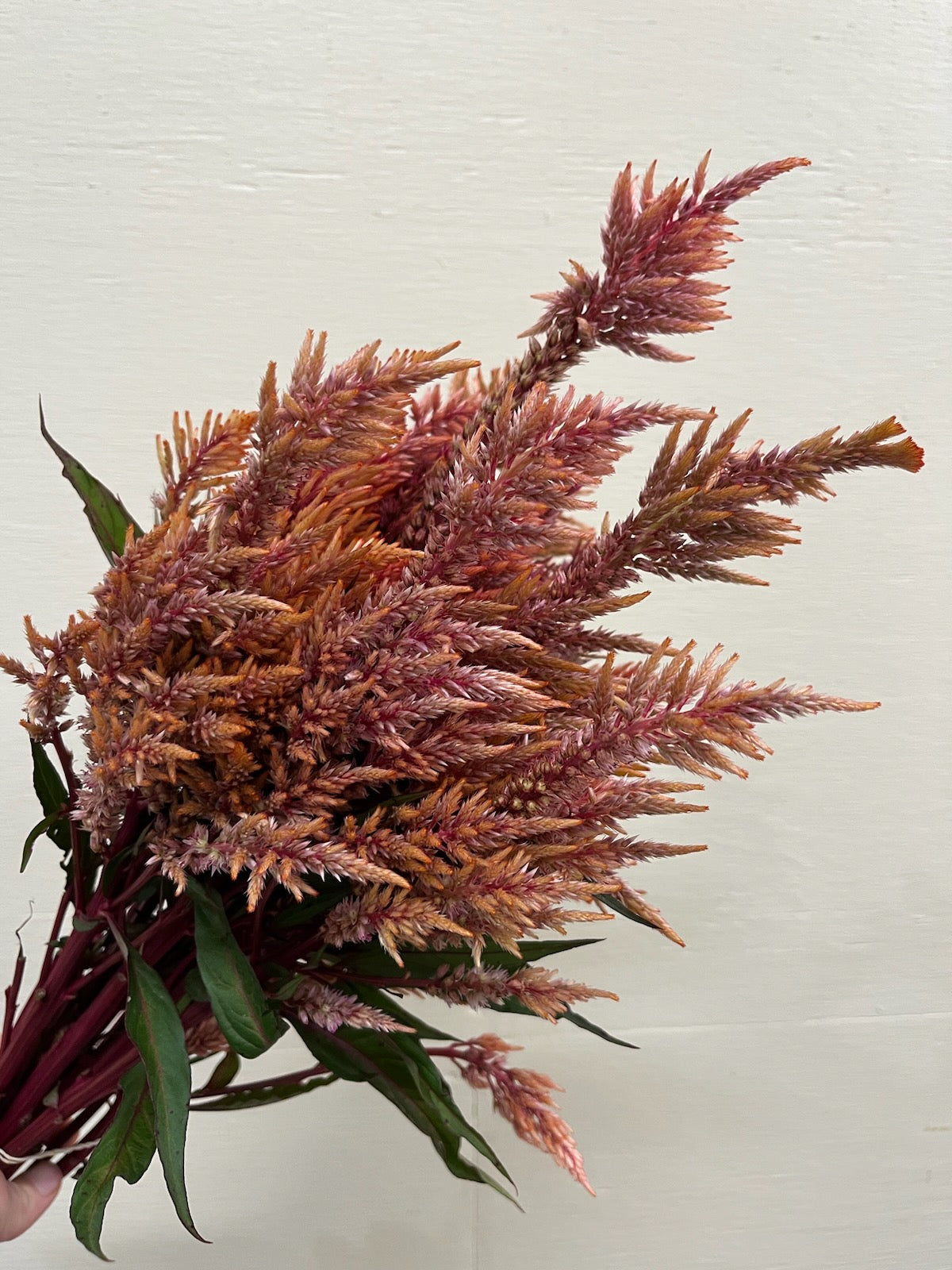 Celosia Plumed