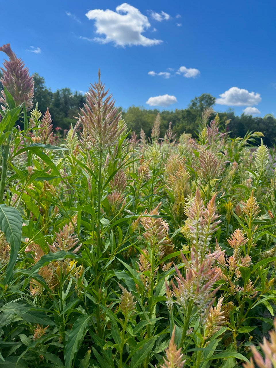 Celosia Plumed
