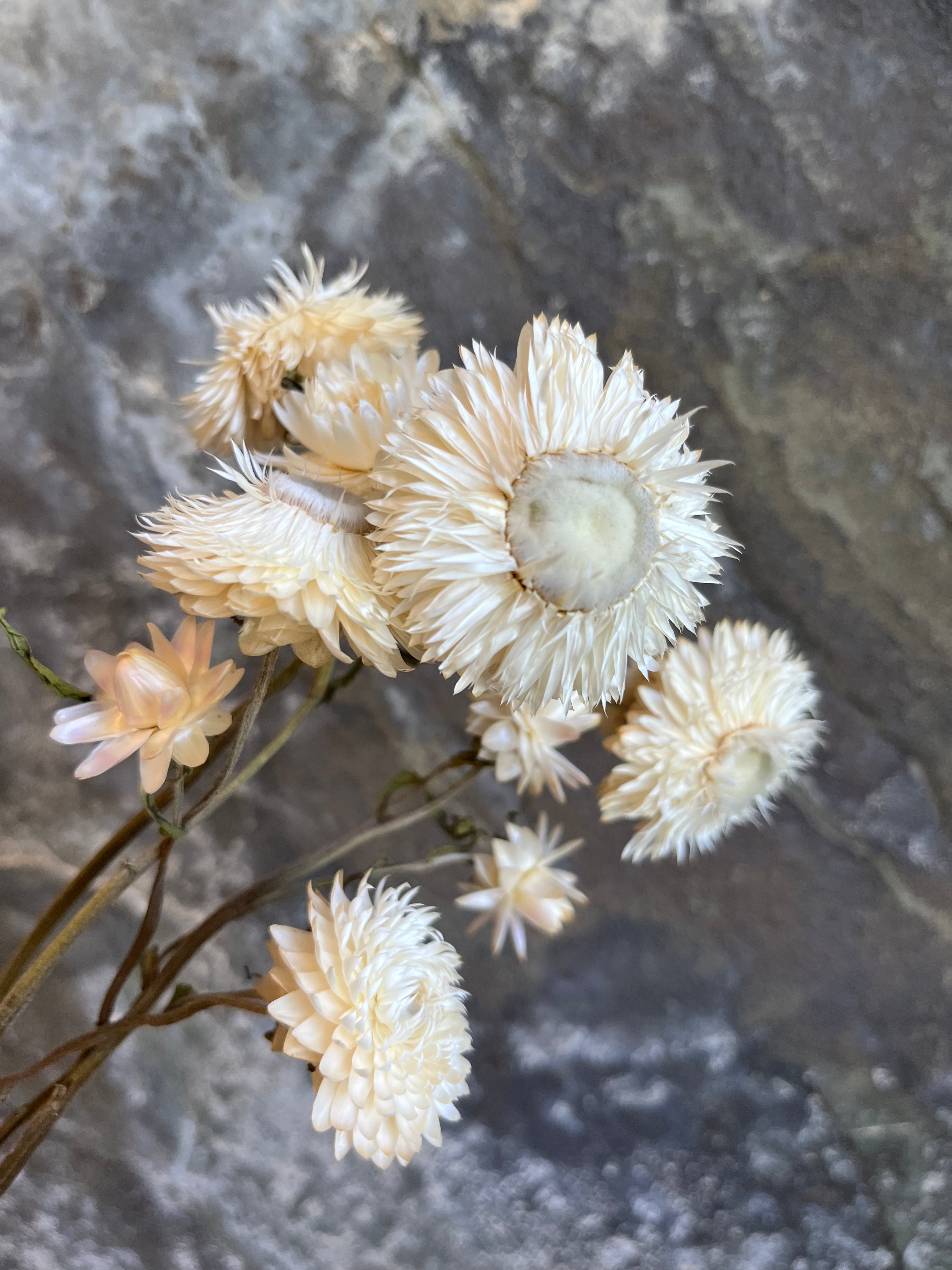 Strawflower- DRIED
