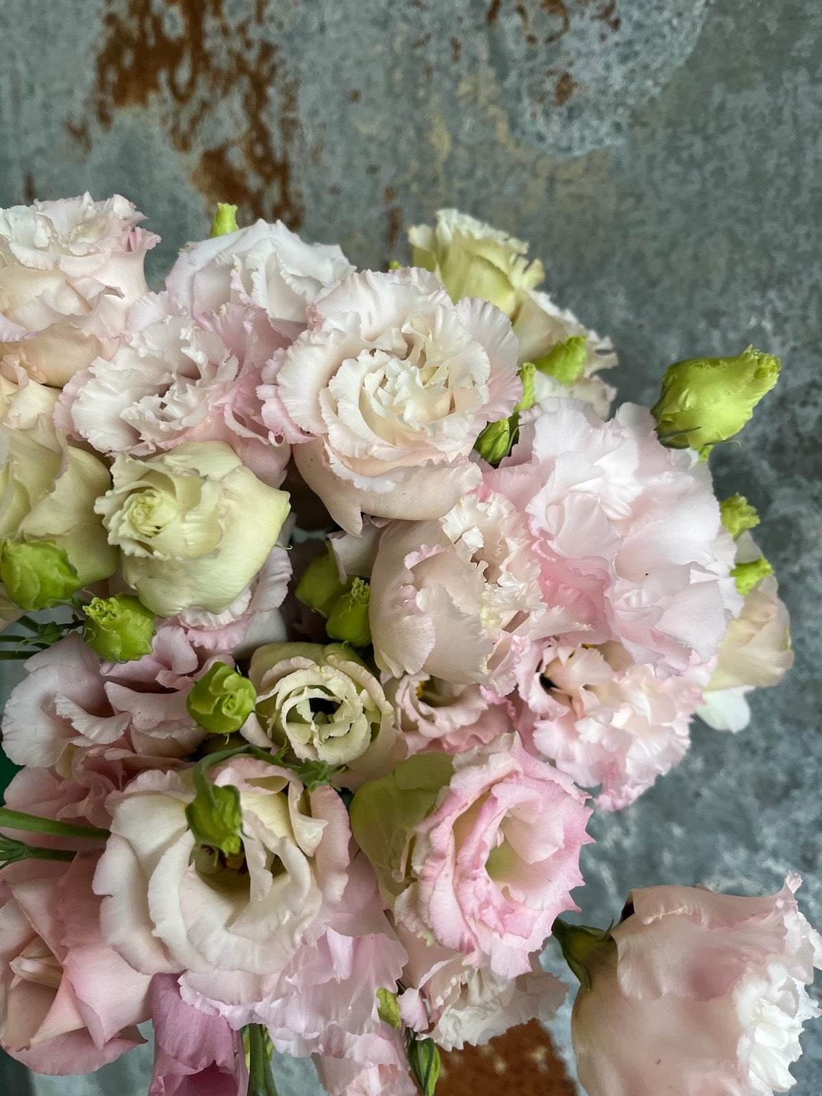 Lisianthus